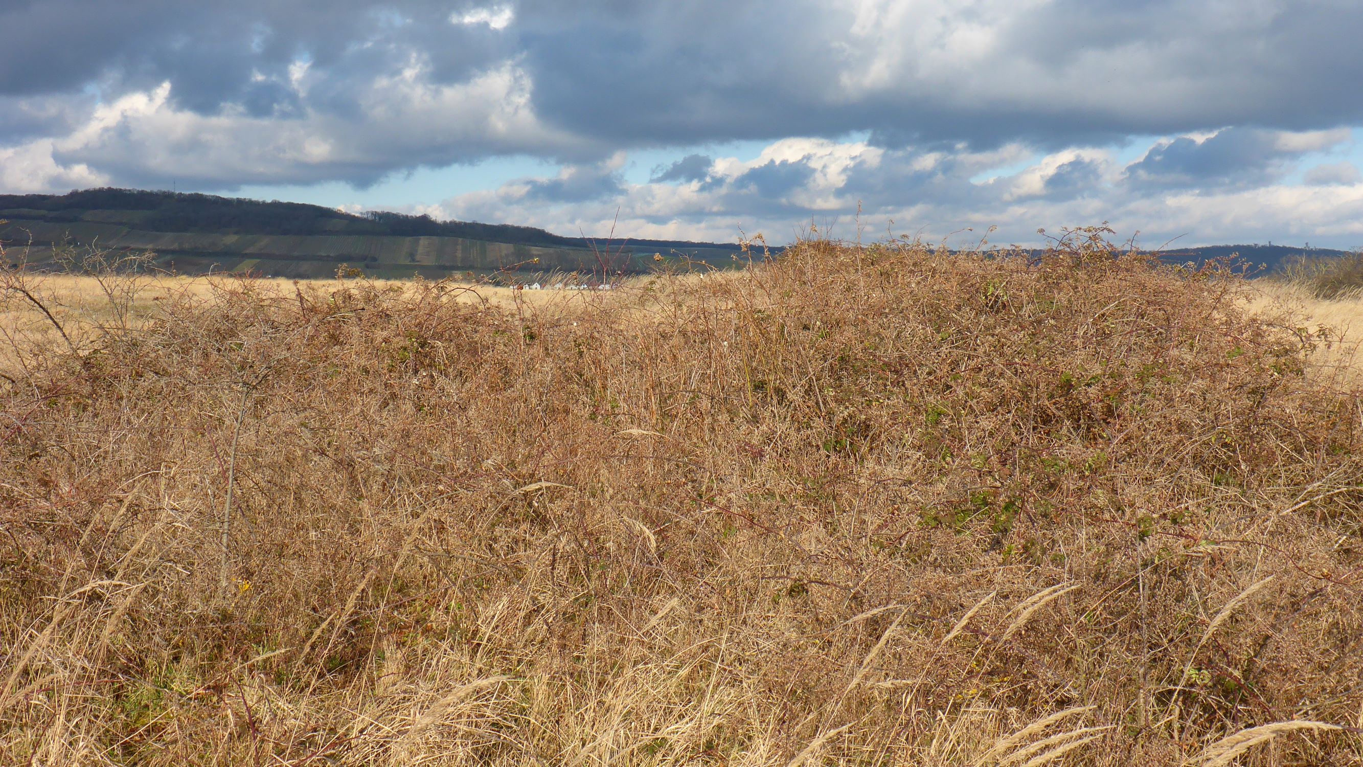 P2480099 prellenkirchen, 2021-01-27, rubus laciniatus.JPG