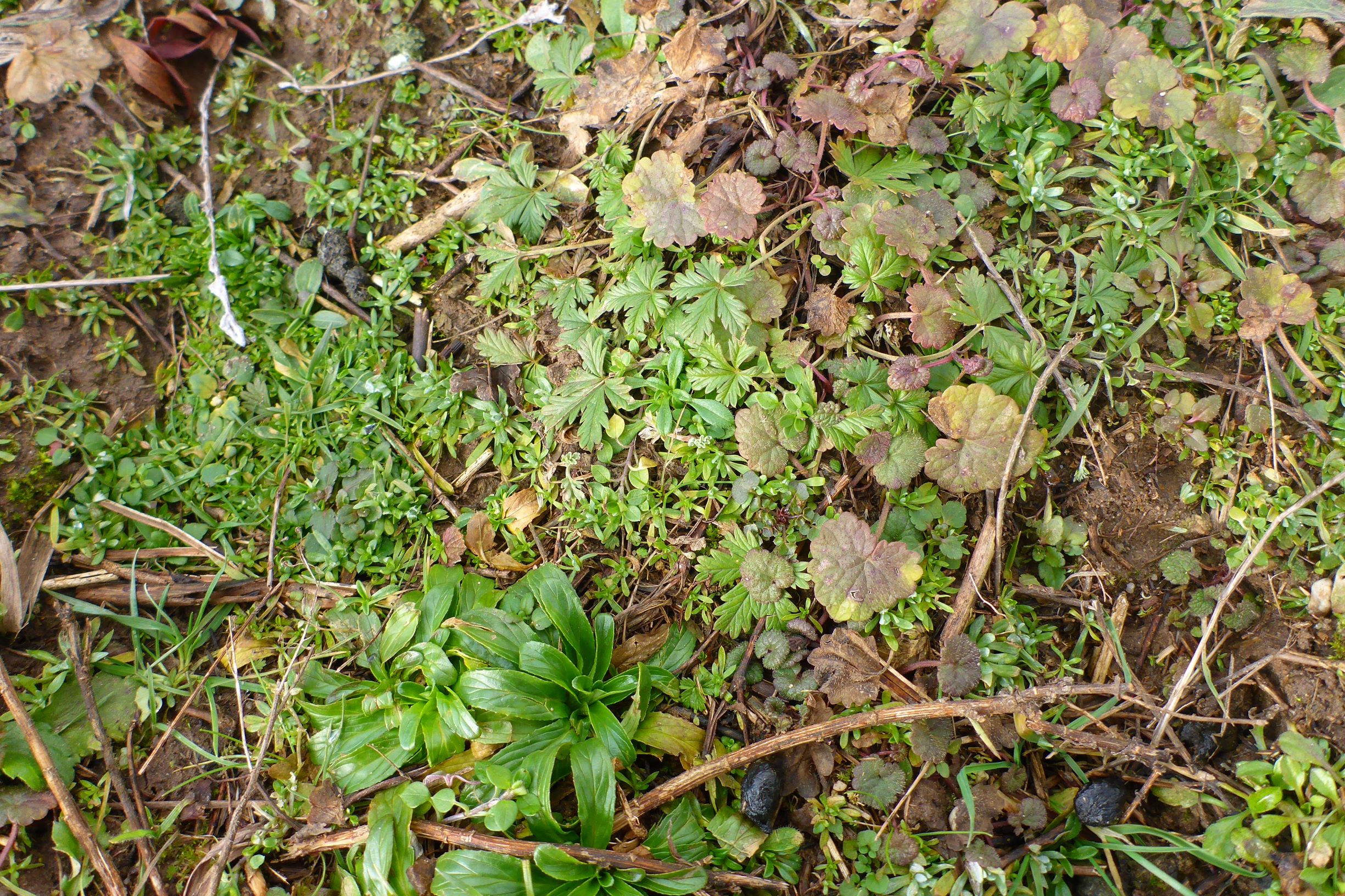 P2480123 prellenkirchen, 2021-01-27, filago vulgaris agg., glechoma hederacea, epilobium sp. etc.JPG