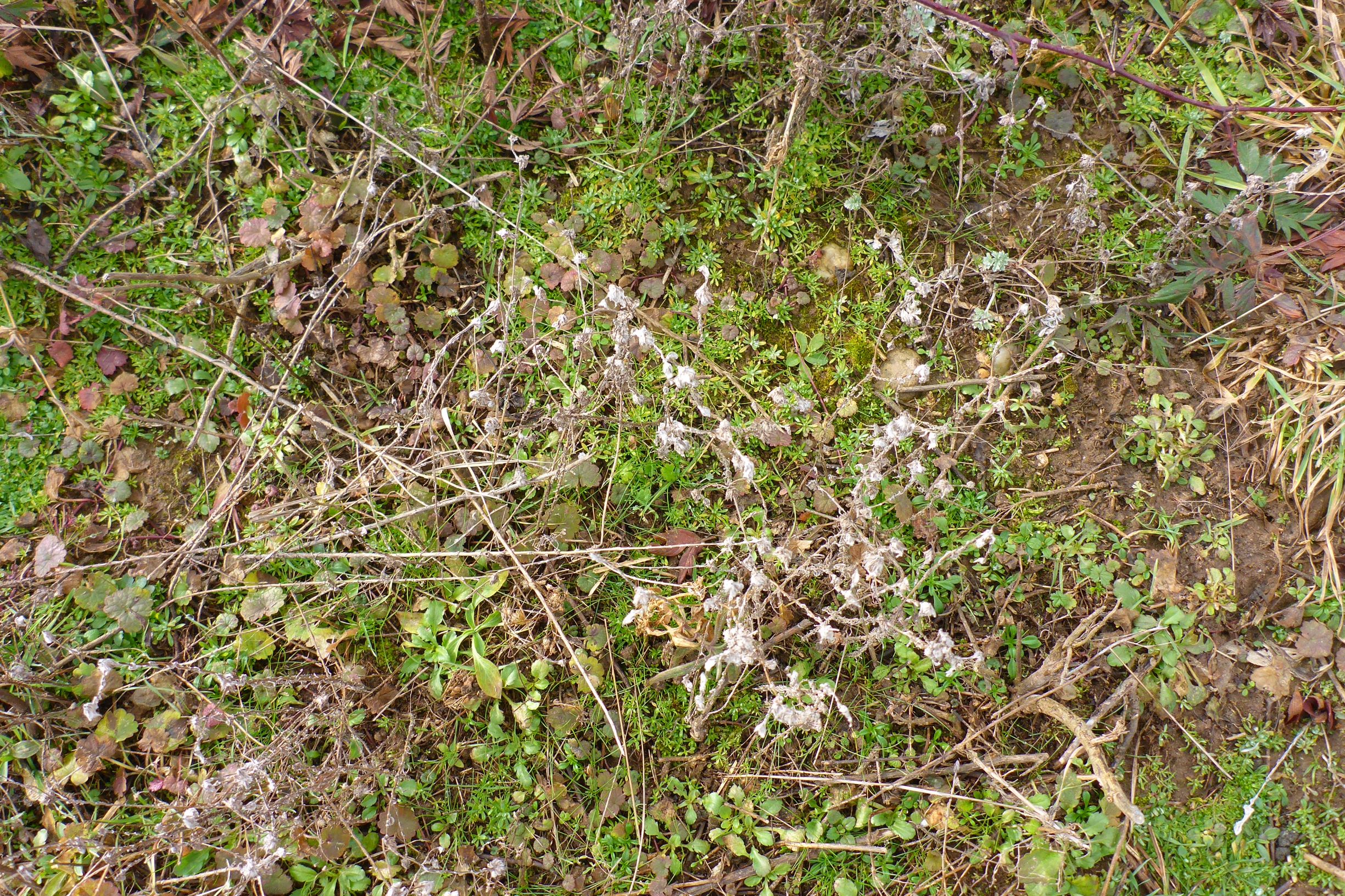 P2480124 prellenkirchen, 2021-01-27, filago vulgaris agg., rubus laciniatus etc.JPG
