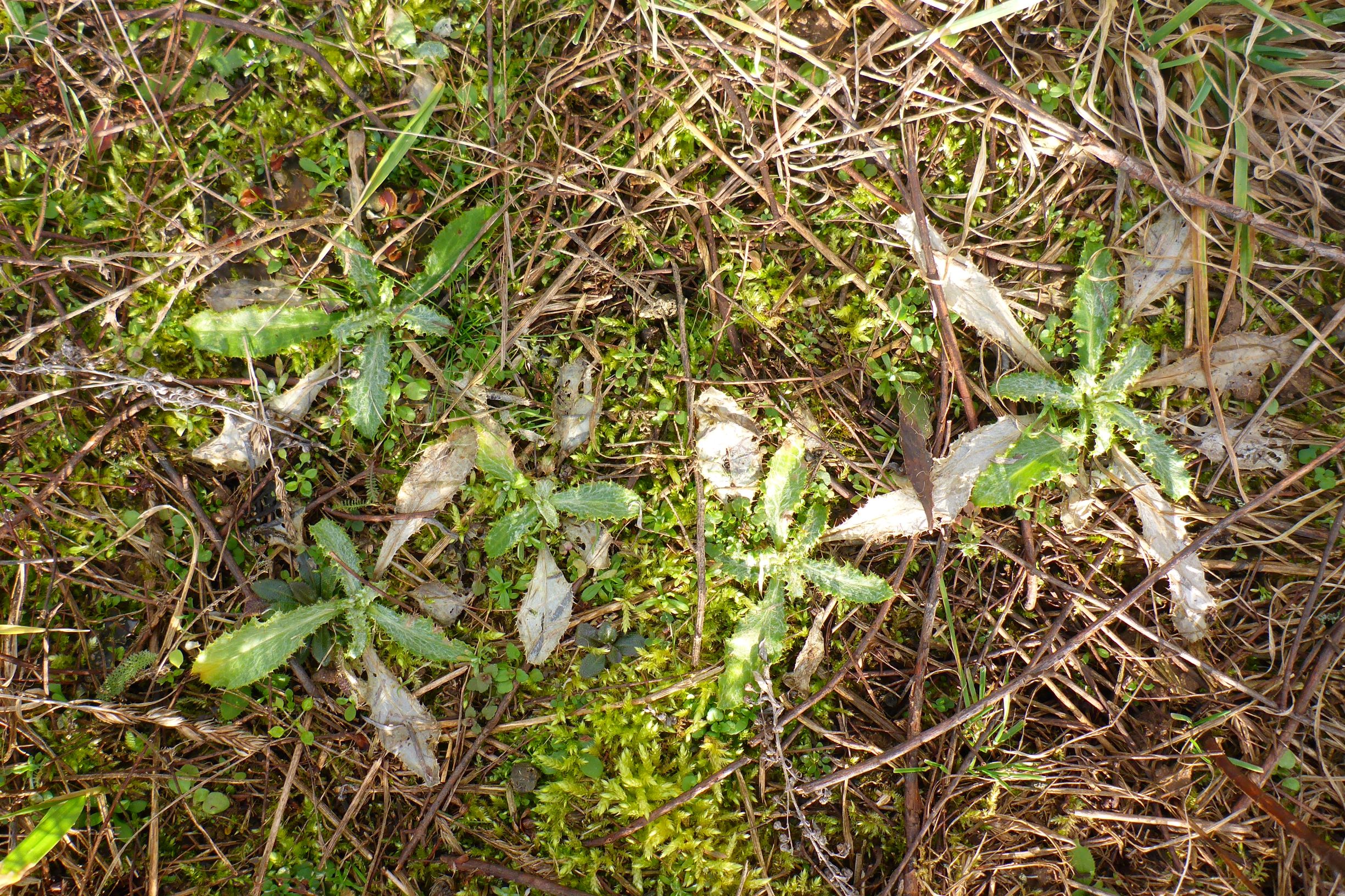 P2480134 prellenkirchen, 2021-01-27, carlina vulgaris agg.JPG