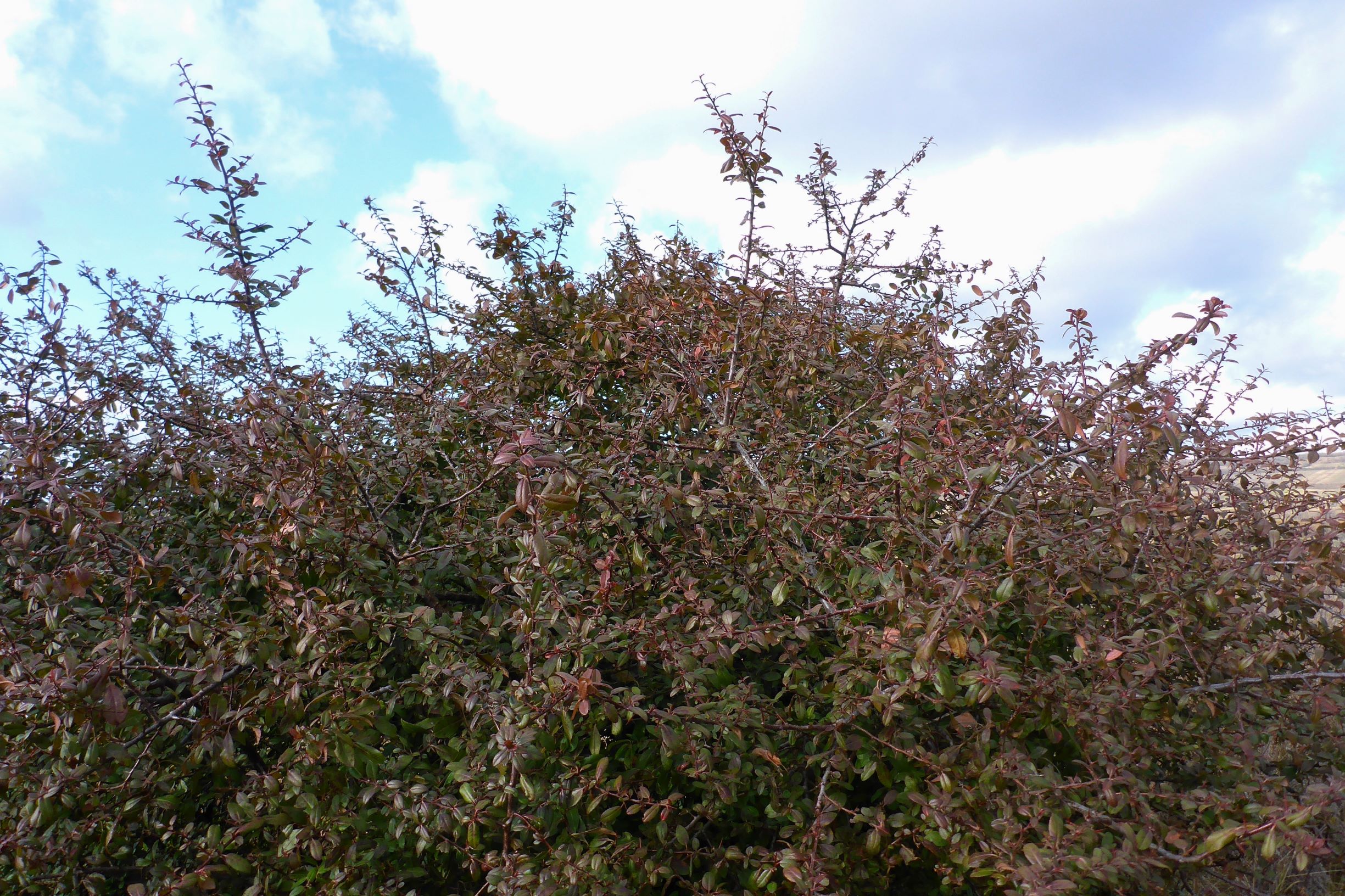 P2480142 prellenkirchen, 2021-01-27, pyracantha coccinea.JPG