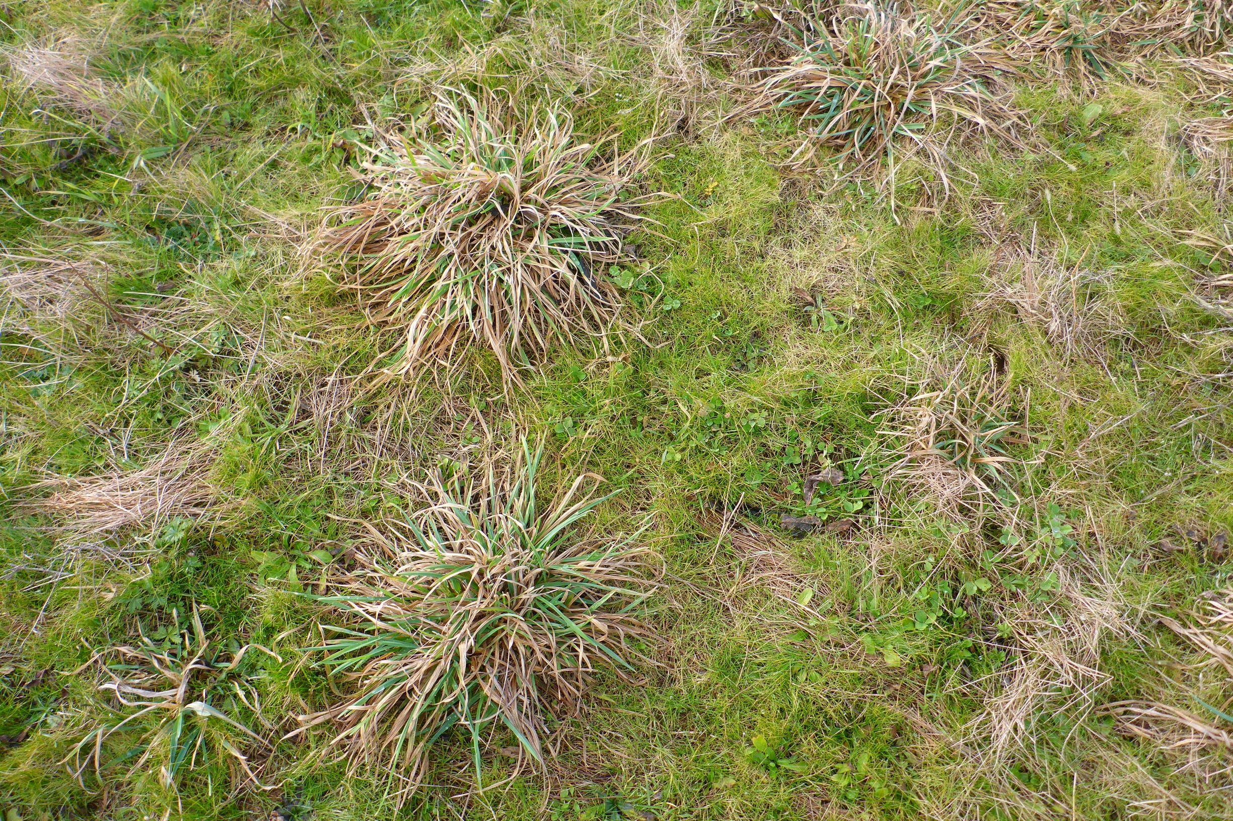 P2480156 prellenkirchen, 2021-01-27, dactylis glomerata, poacee indet.JPG
