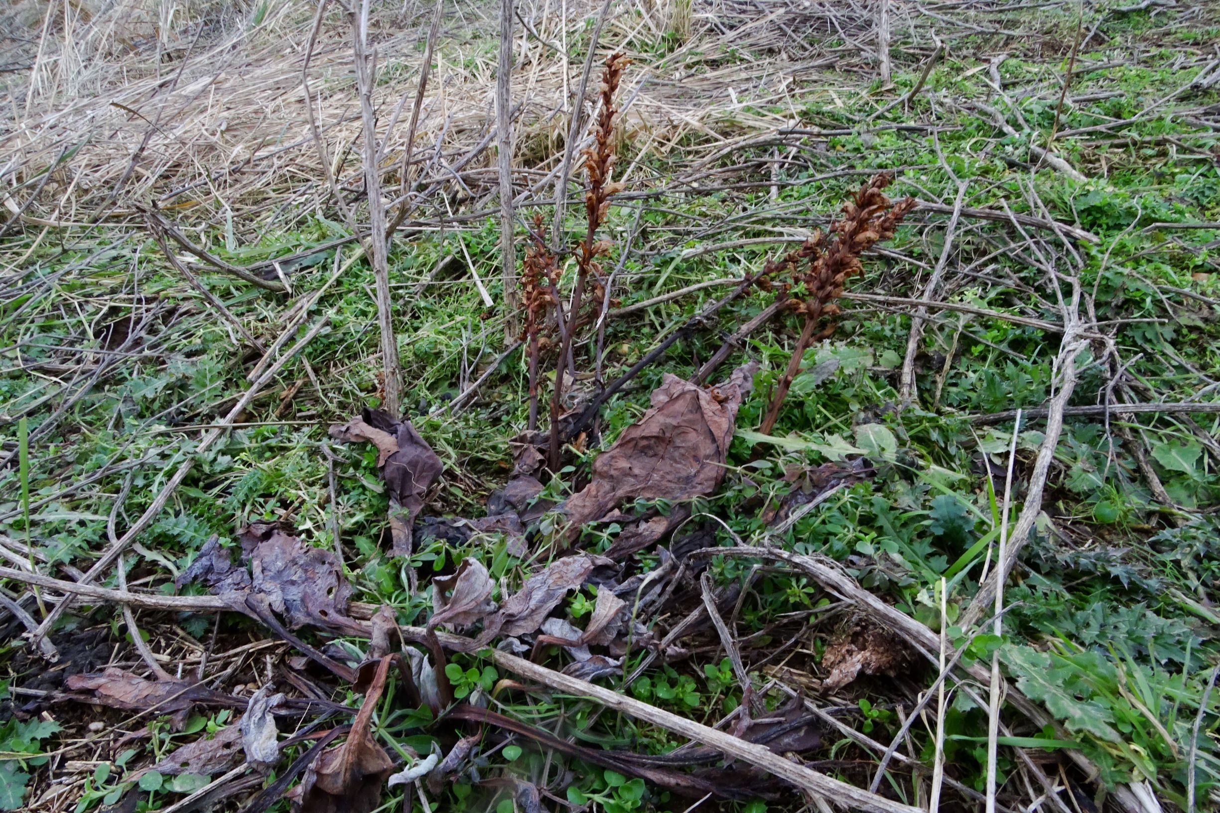 DSC08761 prellenkirchen, 2021-01-27, orobanche sp., cynoglossum officinale, carduus acanthoides.JPG