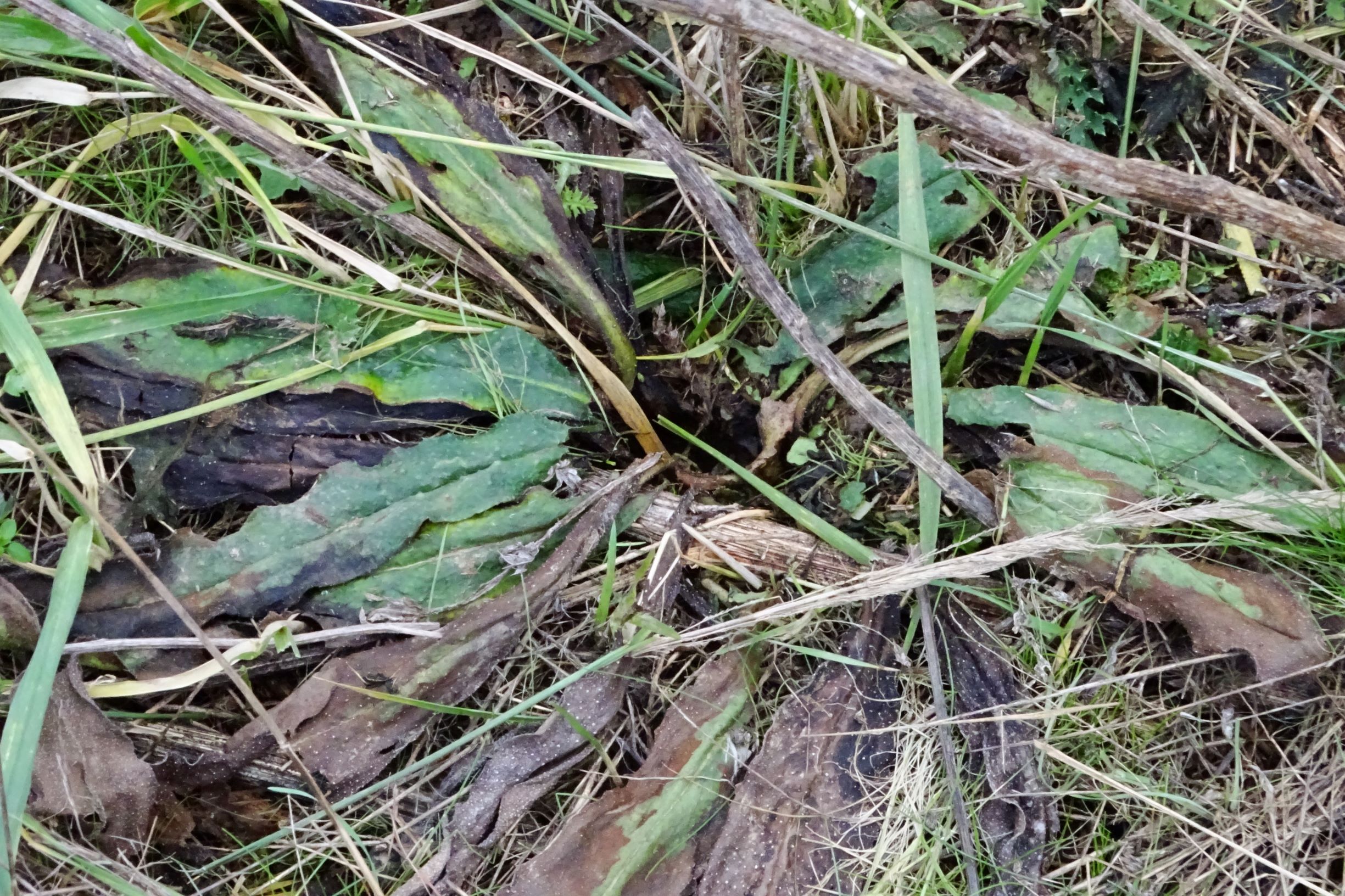 DSC08770 prellenkirchen, 2021-01-27, ex-echium vulgare.JPG