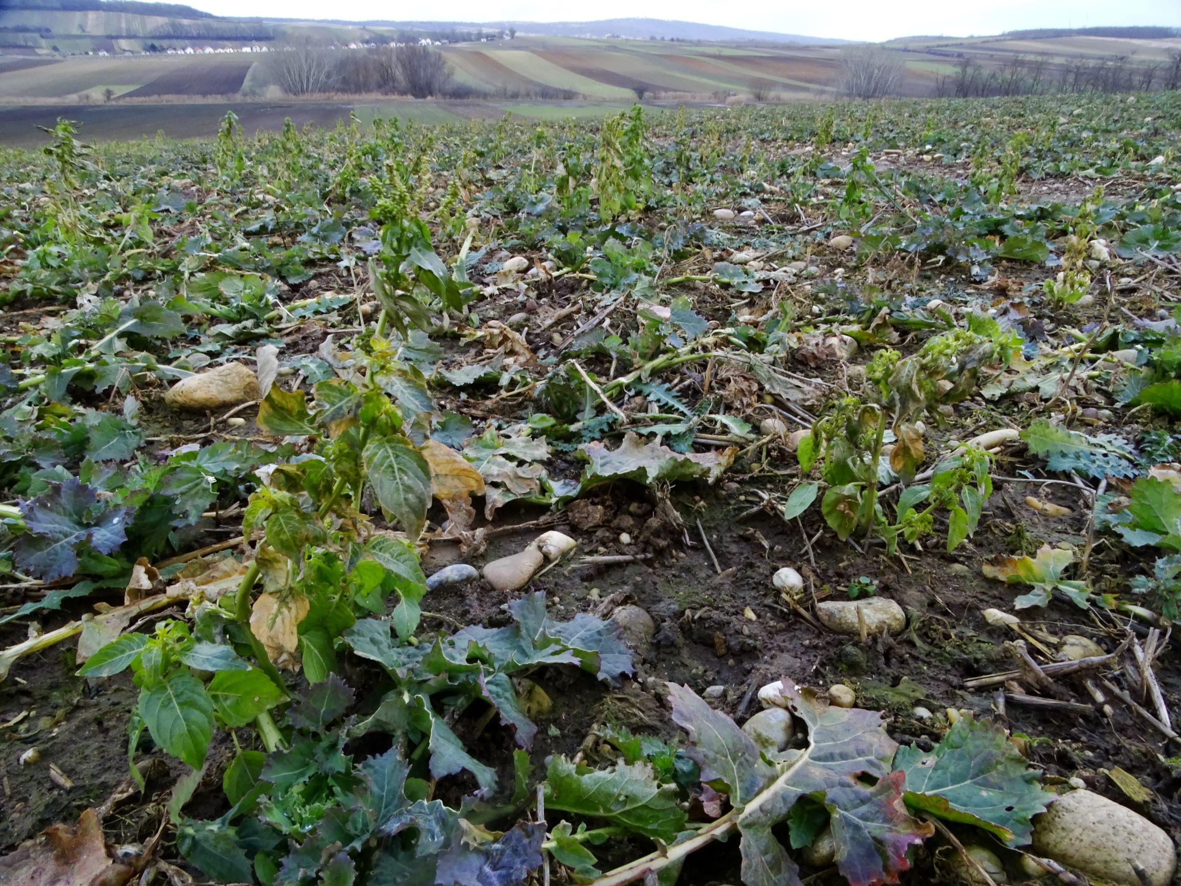 DSC08745 segetal, prellenkirchen, 2021-01-27, mercurialis annua und carduus acanthoides in rapsfeld.JPG