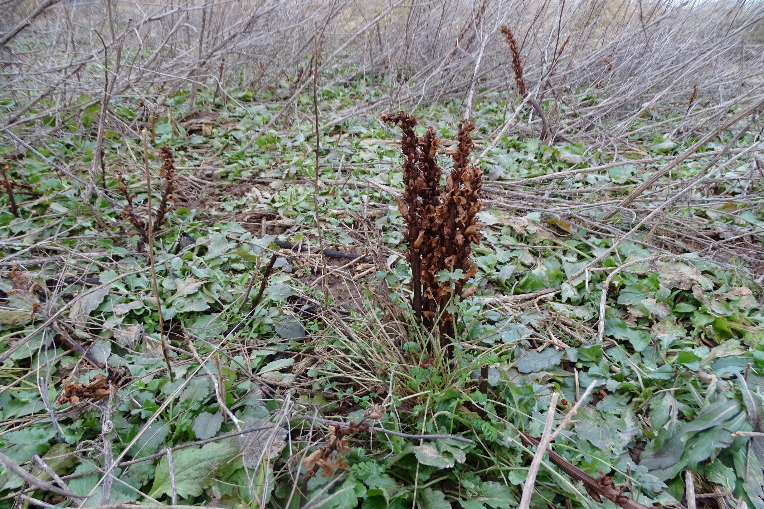 DSC08817 prellenkirchen, 2021-01-27, erigeron annuus, orobanche sp., sanguisorba minor.JPG