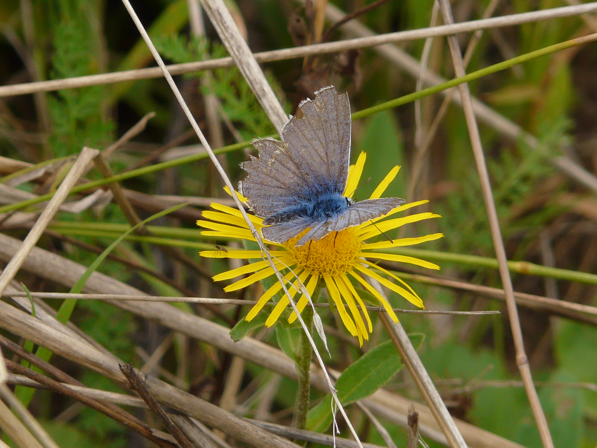 P1170838 prellenkirchen, 2008-08-08, inula salicina cf. aspera.JPG