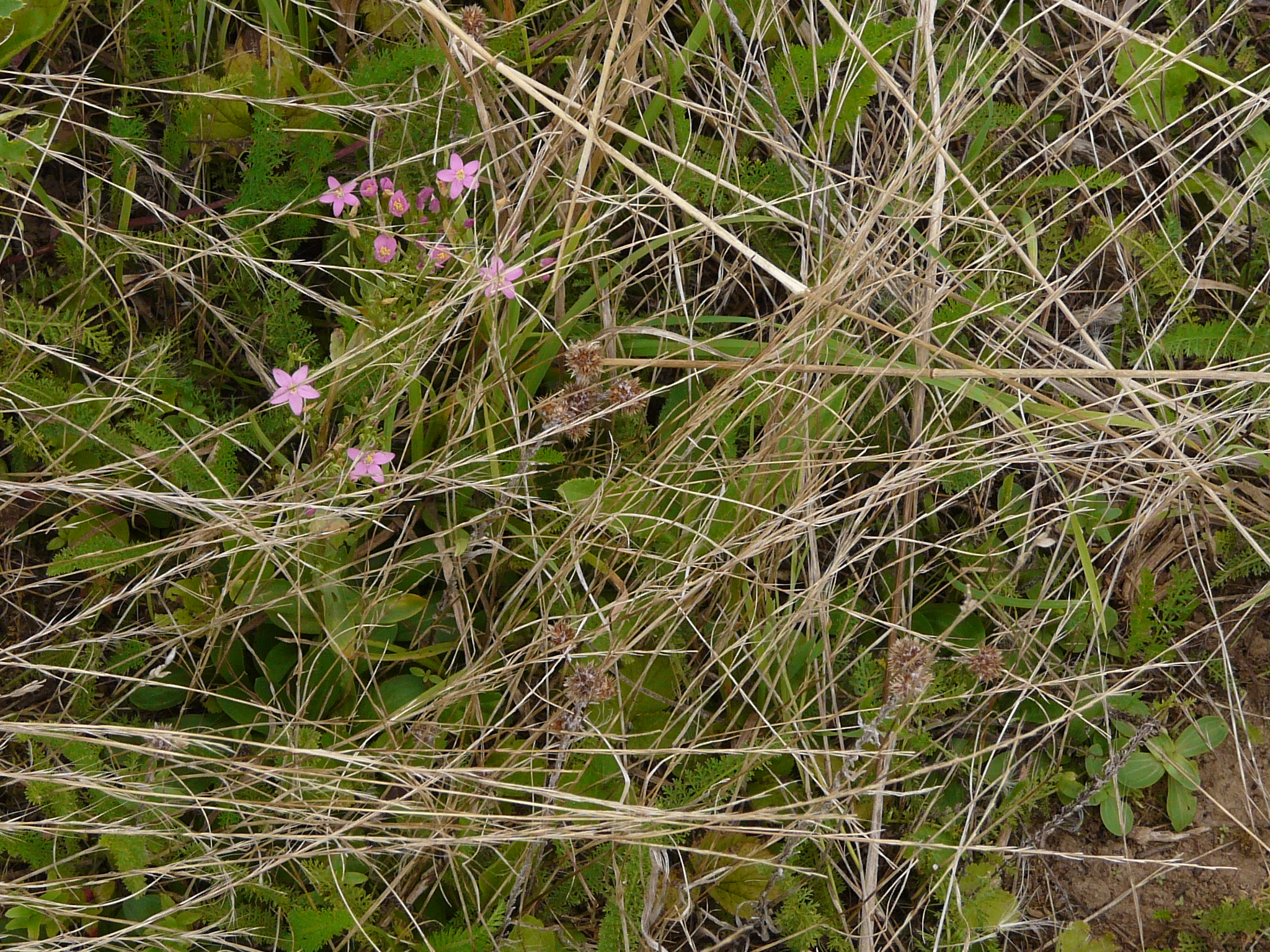 P1170841 prellenkirchen, 2008-08-08, centaurium erythraea, filago vulgaris agg.JPG