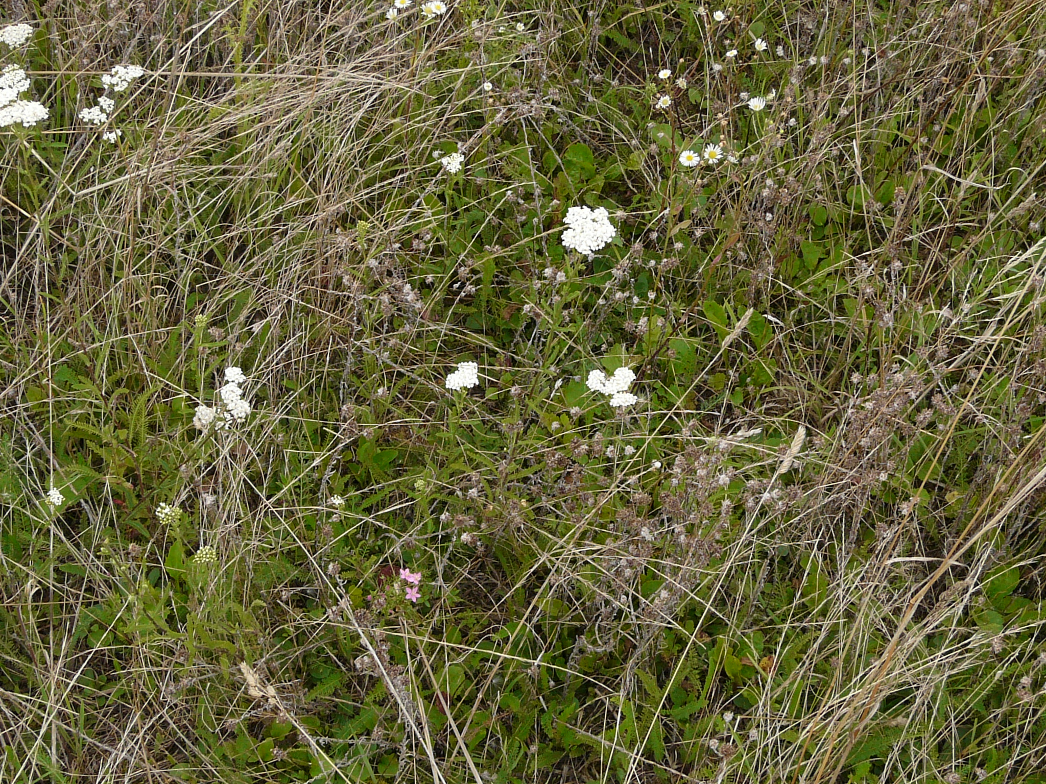 P1170842 prellenkirchen, 2008-08-08, achillea collina, filago vulgaris agg.JPG