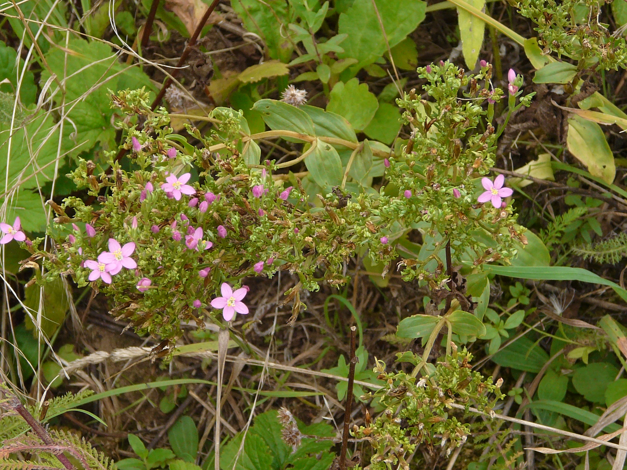 P1170846 prellenkirchen, 2008-08-08, centaurium erythraea, filago vulgaris agg.JPG
