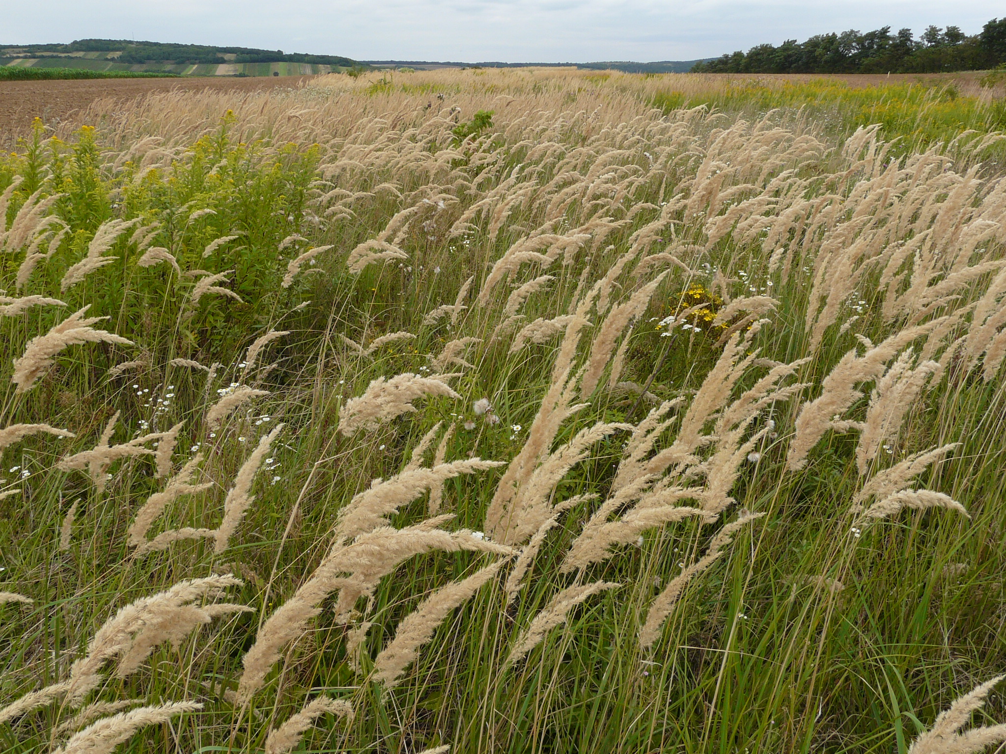P1170870 prellenkirchen, 2008-08-08, calamagrostis epigejos, solidago gigantea, hypericum perforatum.JPG