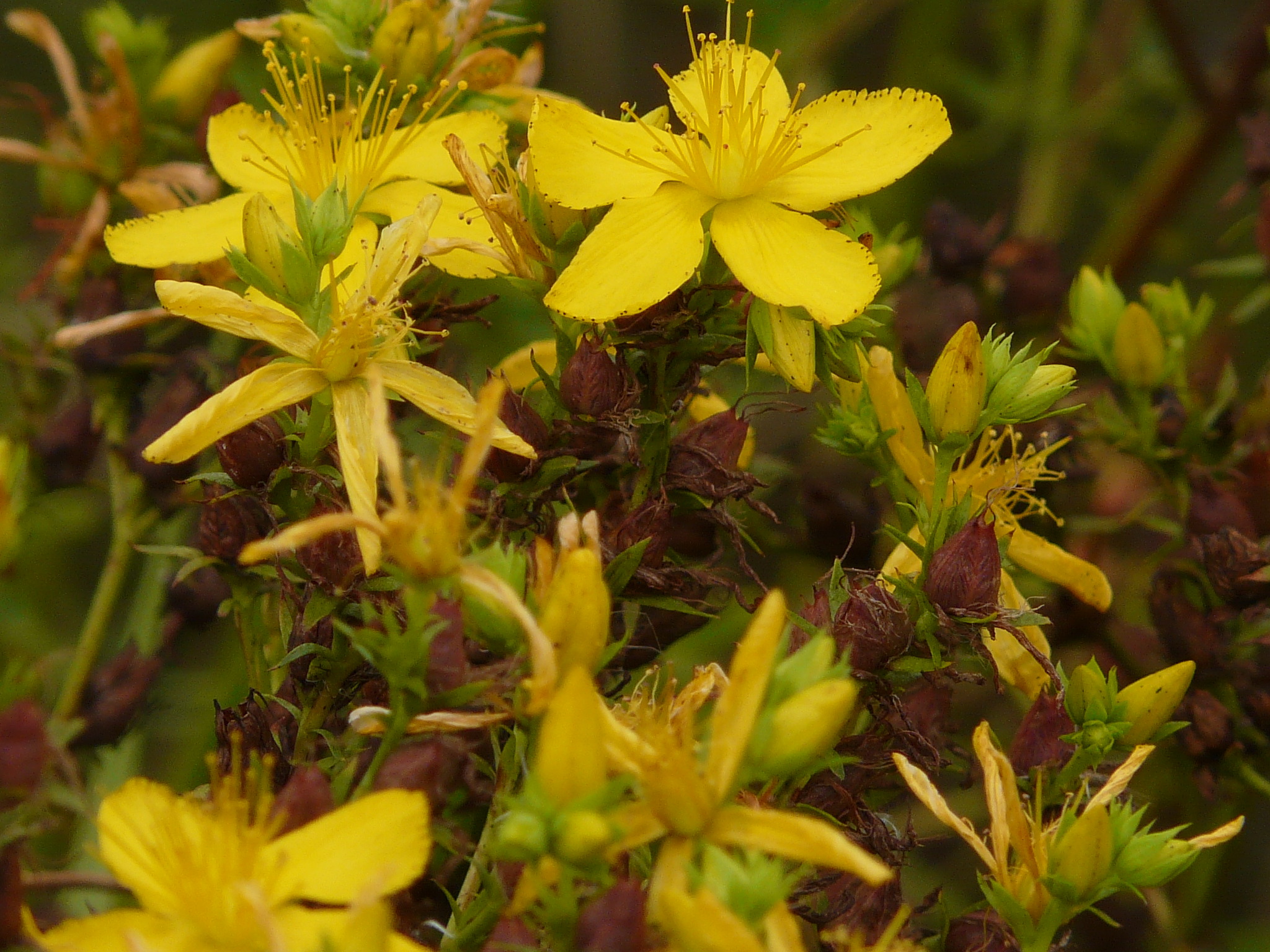 P1170871 prellenkirchen, 2008-08-08, hypericum perforatum.JPG