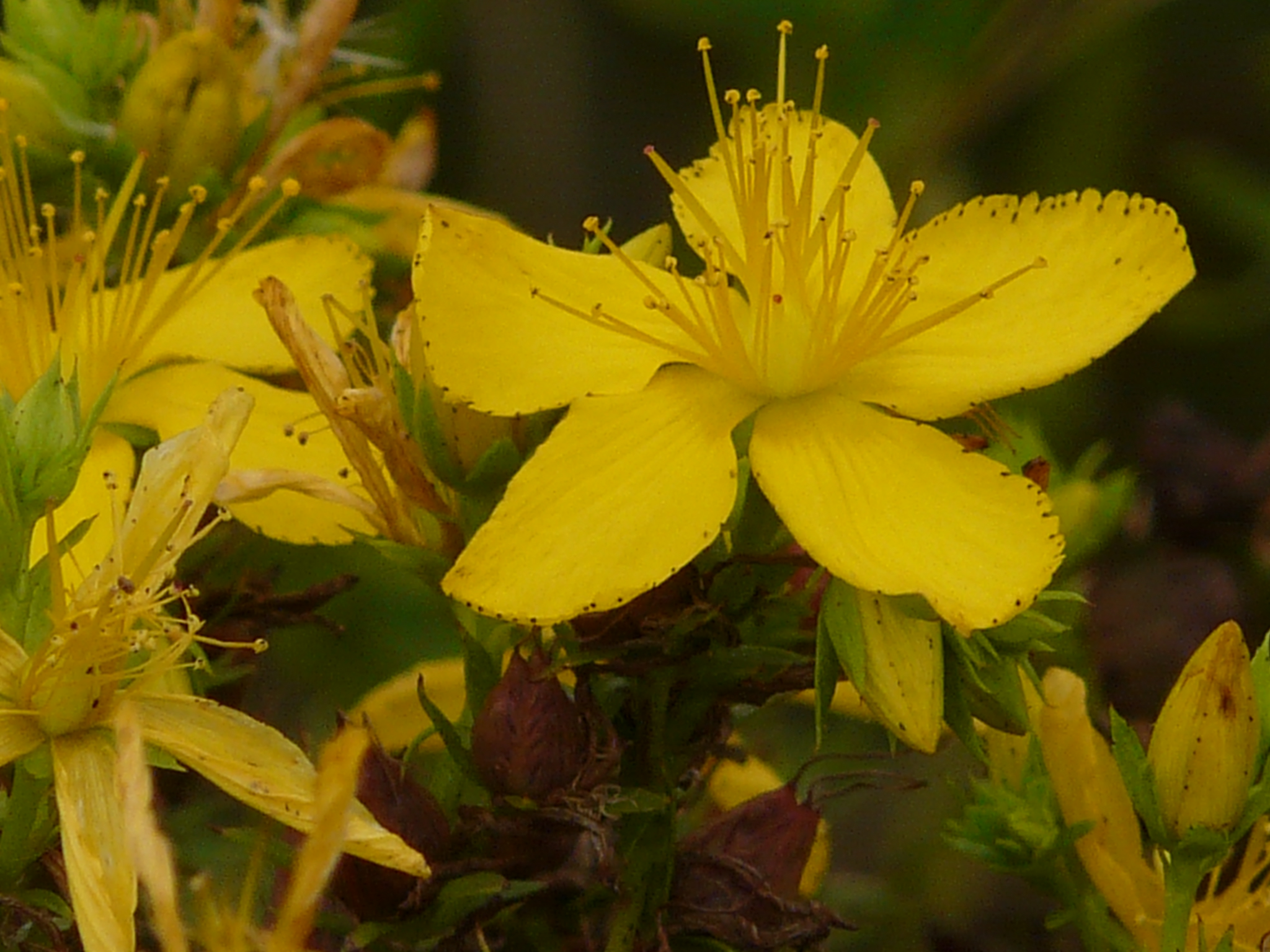 P1170872 prellenkirchen, 2008-08-08, hypericum perforatum.JPG