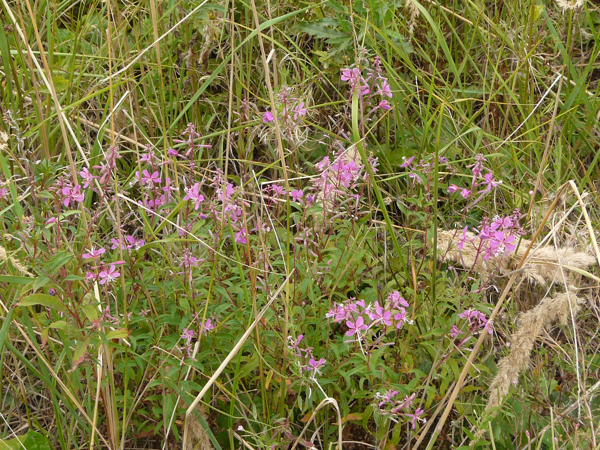 P1170874 prellenkirchen, 2008-08-08, epilobium cf. angustifolium etc.JPG
