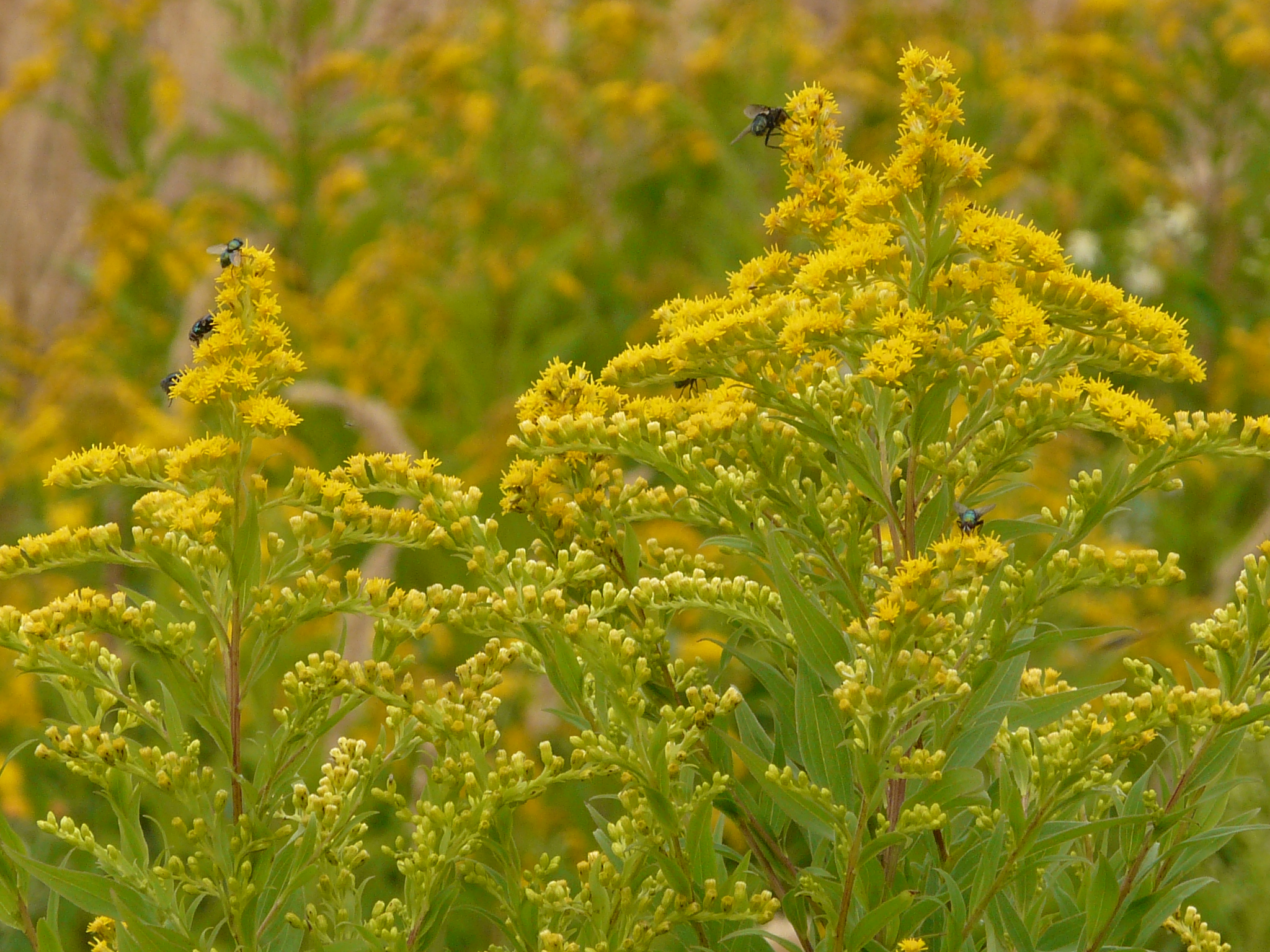 P1170885 prellenkirchen, 2008-08-08, solidago gigantea.JPG