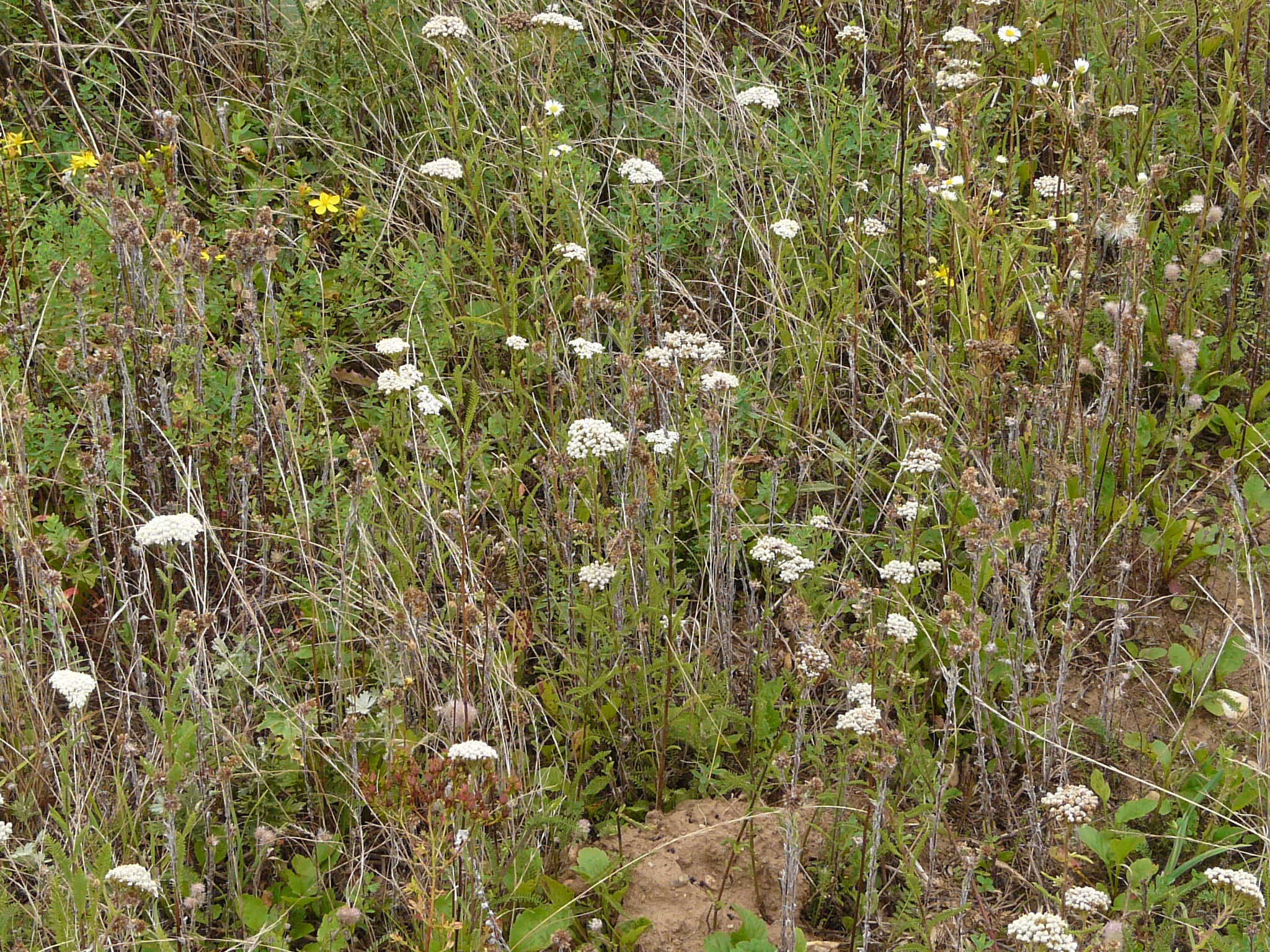 P1170887 prellenkirchen, 2008-08-08, achillea collina, filago vulgaris s.str., hypericum perforatum.JPG