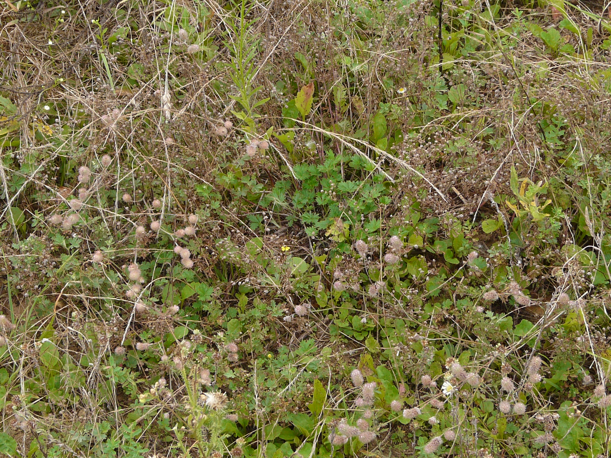 P1170889 prellenkirchen, 2008-08-08, potentilla argentea, trifolium arvense.JPG