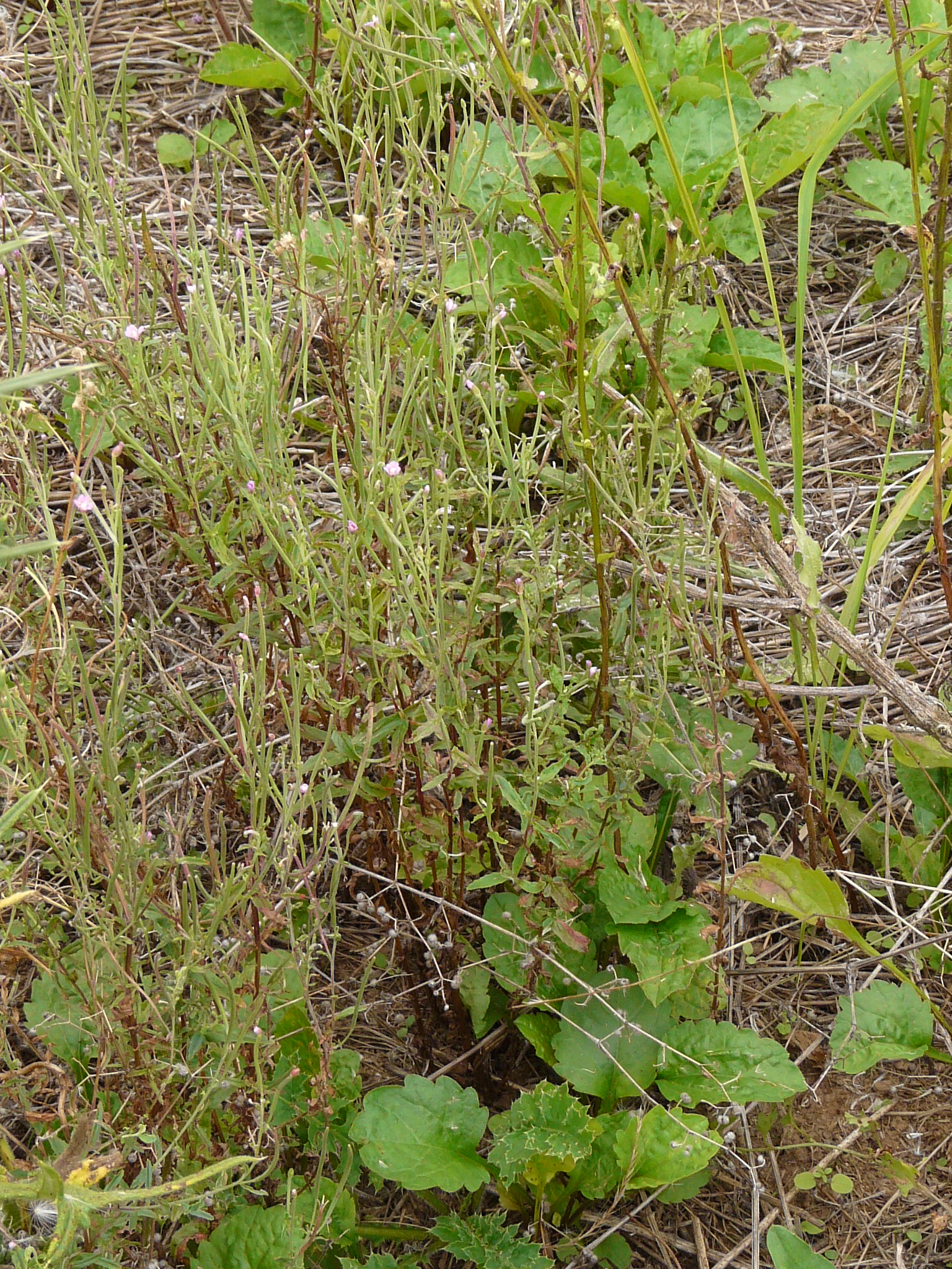 P1170891 prellenkirchen, 2008-08-08, epilobium cf. roseum, erigeron annuus.JPG