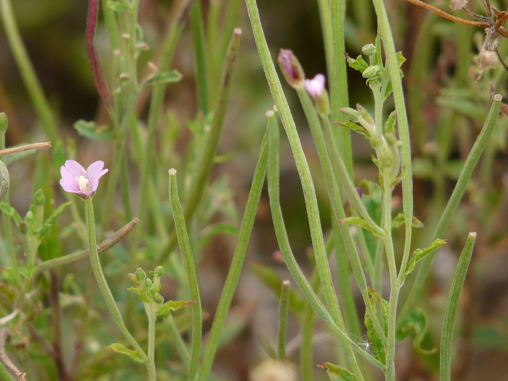 P1170893 prellenkirchen, 2008-08-08, epilobium cf. roseum.JPG