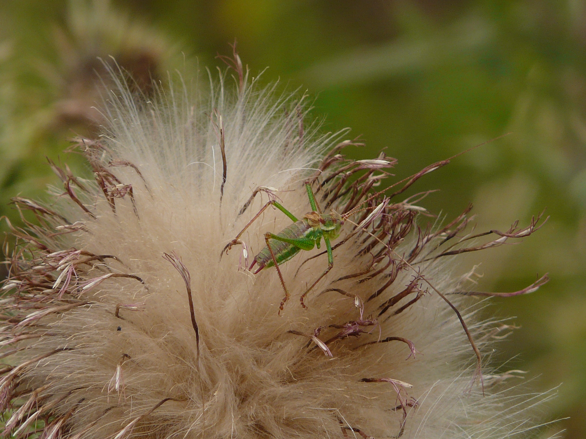 P1170905 prellenkirchen, 2008-08-08, leptophyes albovittata auf cirsium vulgare.JPG