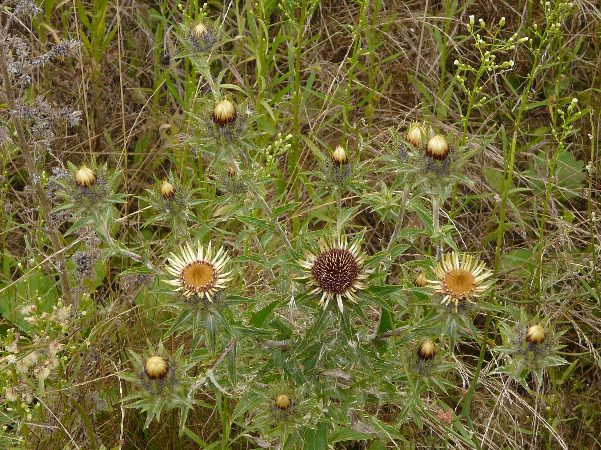P1170907 prellenkirchen, 2008-08-08, carlina biebersteinii brevibracteata, erigeron canadensis.JPG