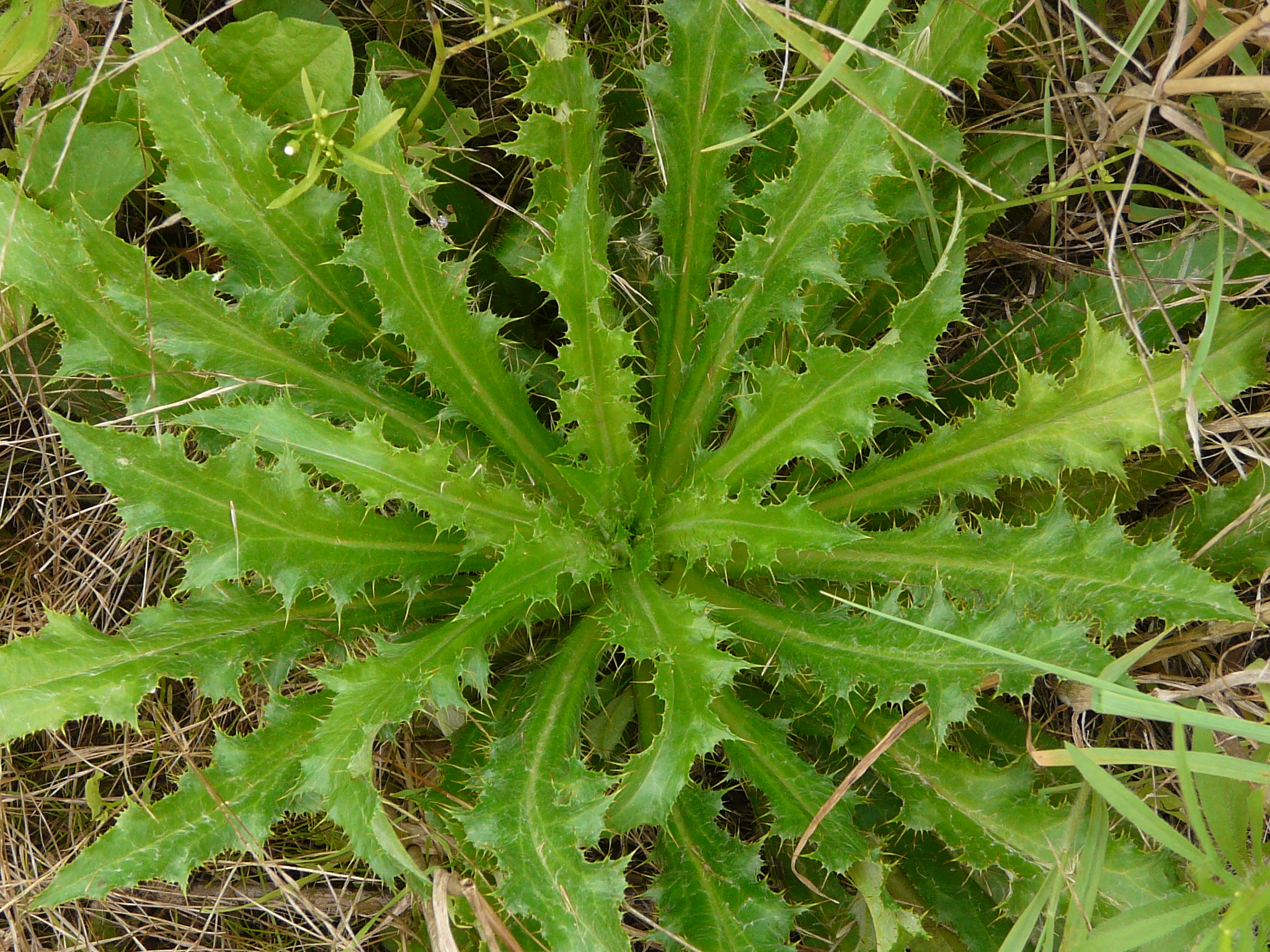 P1170908 prellenkirchen, 2008-08-08, carlina biebersteinii brevibracteata, erigeron canadensis.JPG