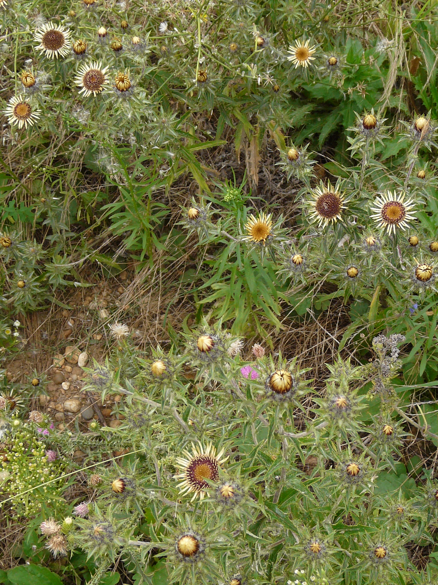 P1170912 prellenkirchen, 2008-08-08, carlina biebersteinii brevibracteata, erigeron canadensis, carduus acanthoides.JPG
