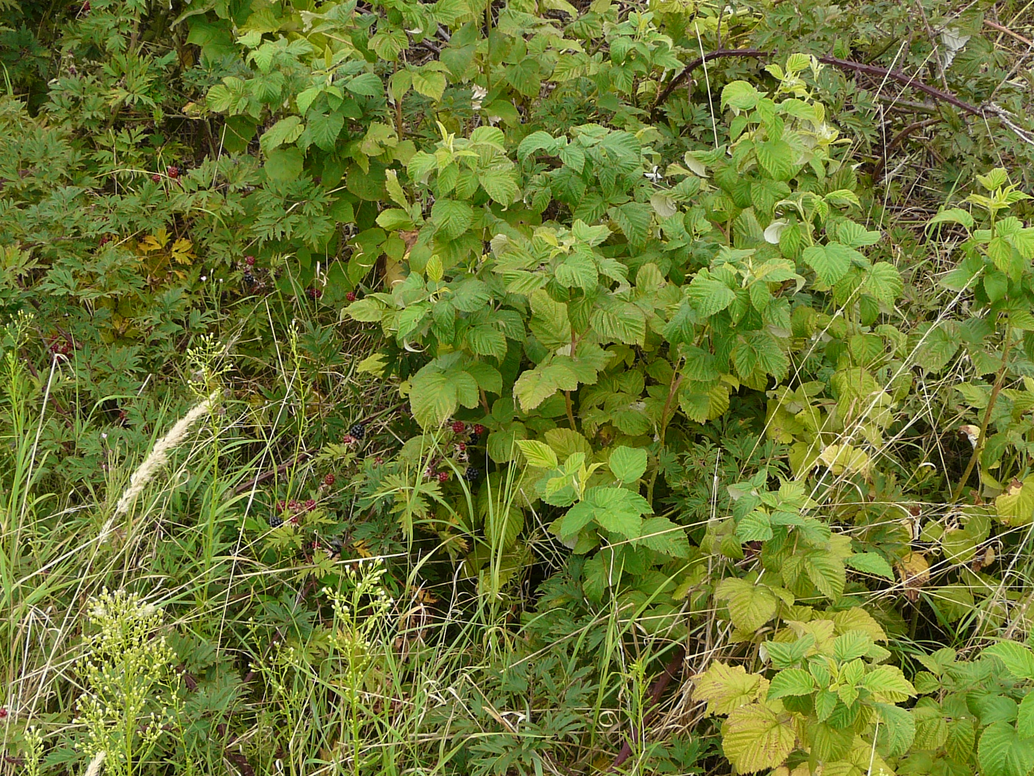 P1170916 prellenkirchen, 2008-08-08, rubus laciniatus, rubus idaeus etc.JPG