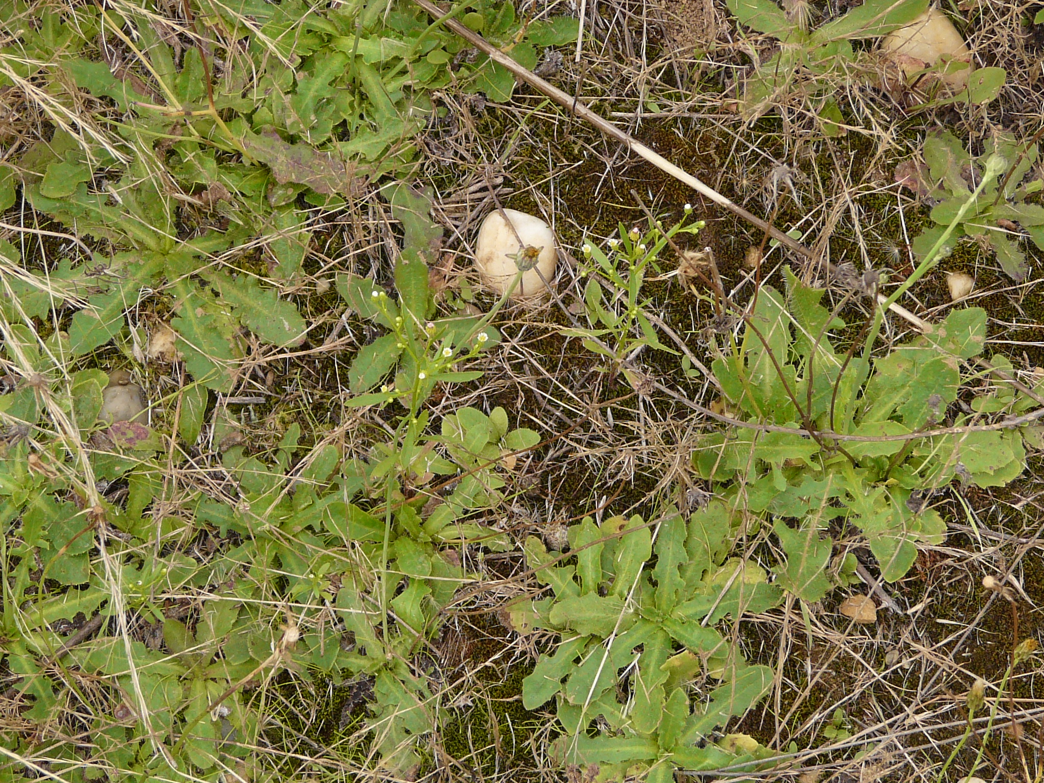 P1170918 prellenkirchen, 2008-08-08, hypochaeris radicata, erigeron canadensis.JPG