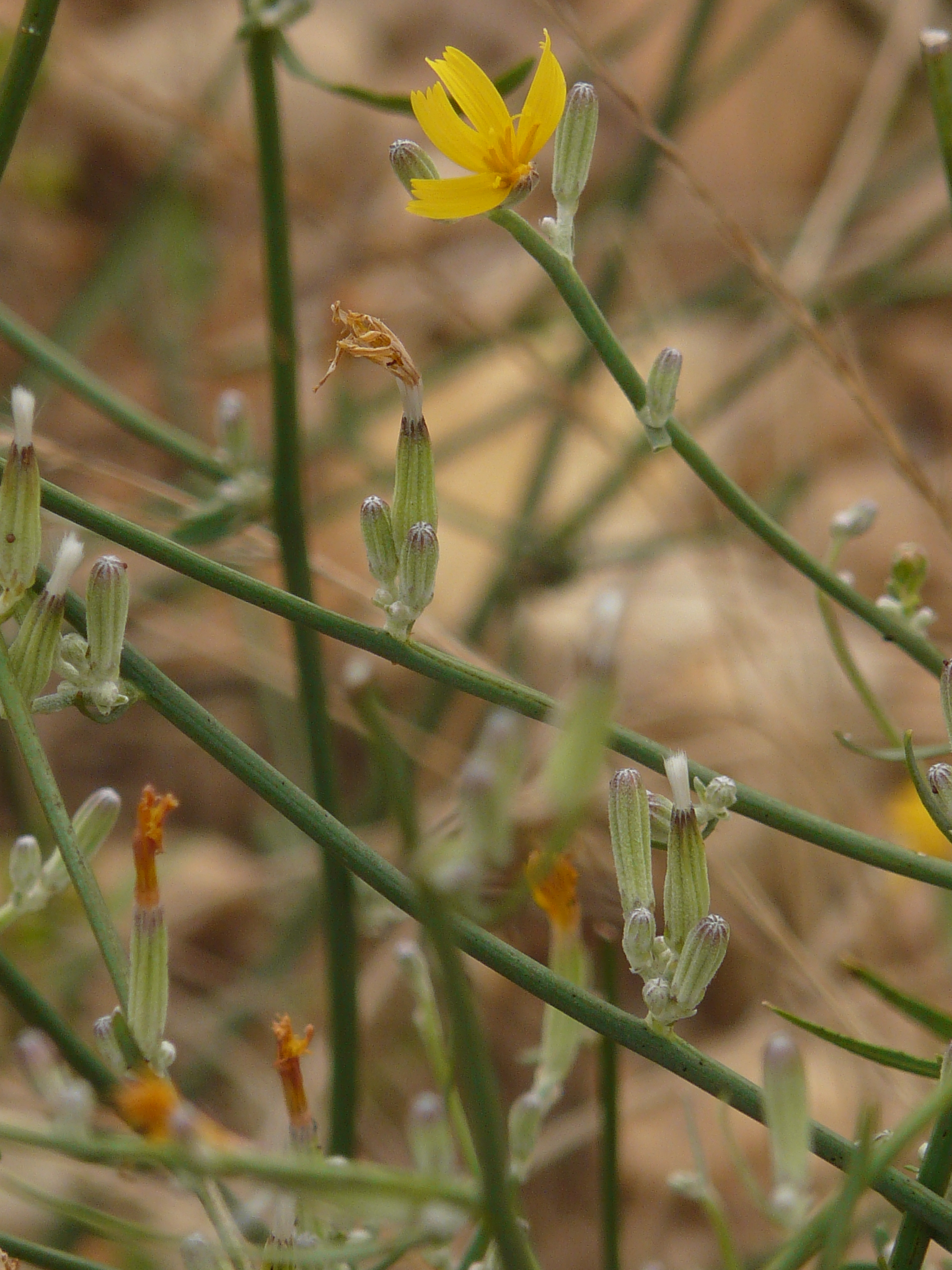 P1170925 prellenkirchen, 2008-08-08, chondrilla juncea.JPG