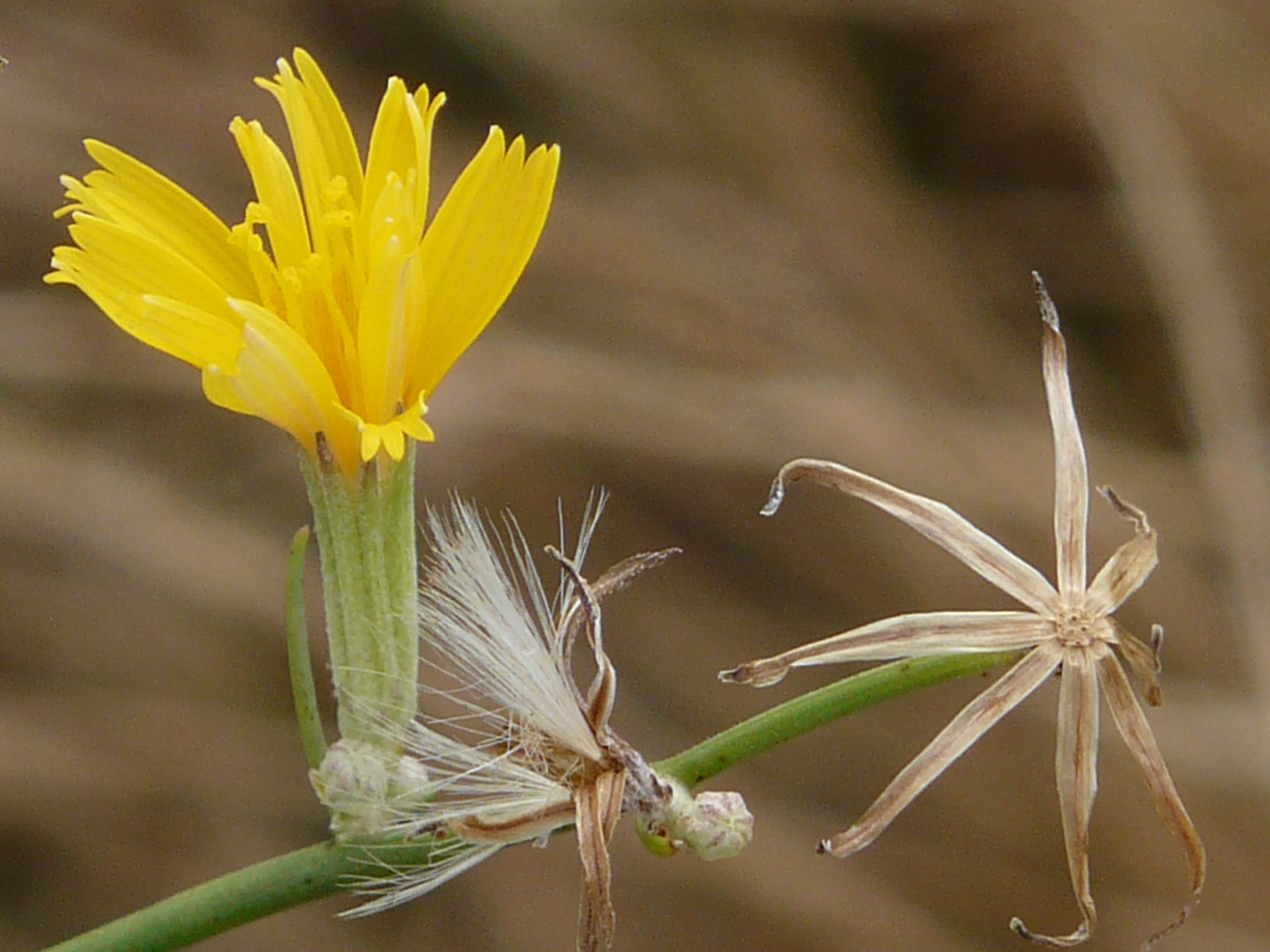 P1170927 prellenkirchen, 2008-08-08, chondrilla juncea.JPG