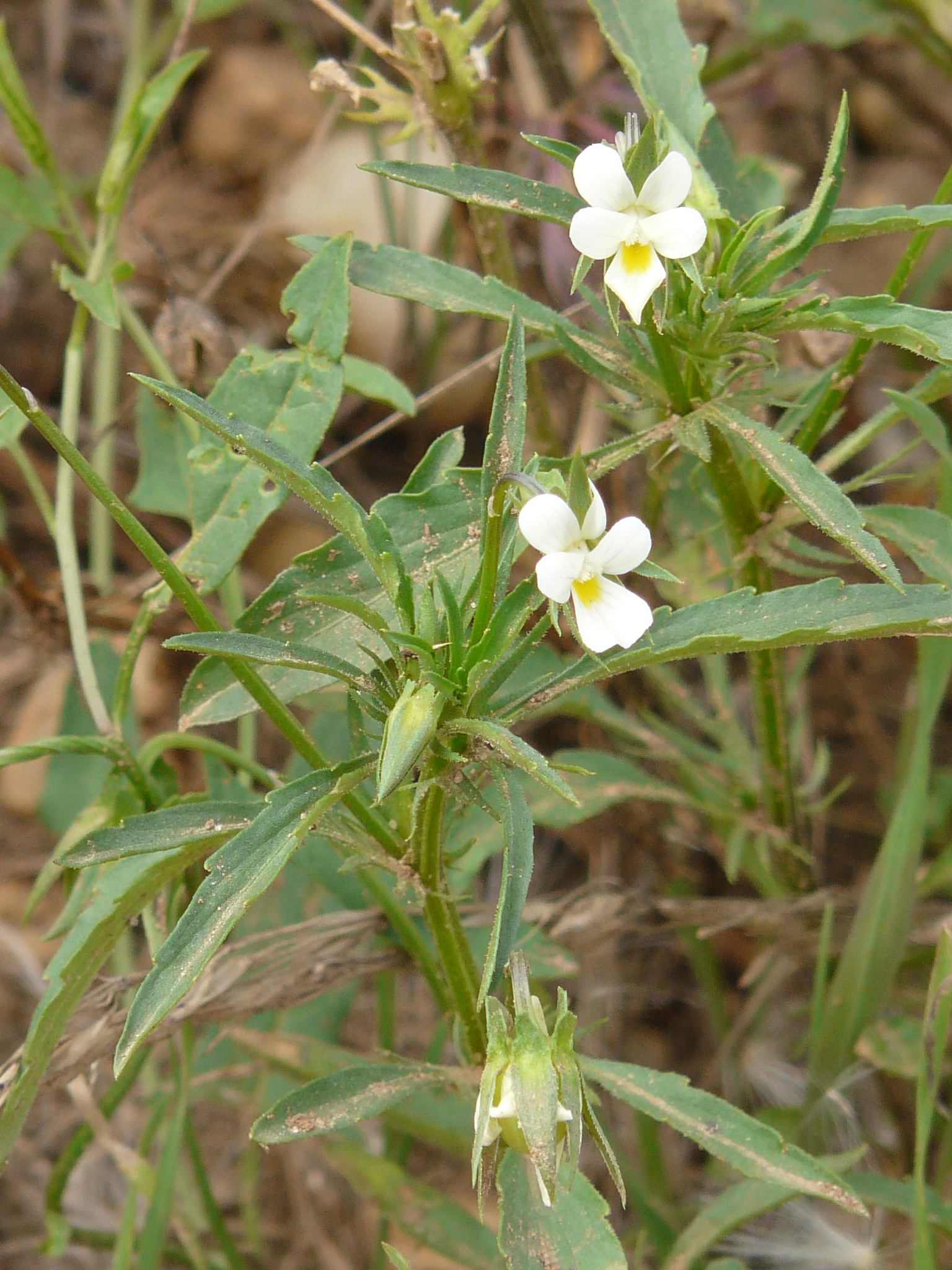 P1170971 prellenkirchen, 2008-08-08, viola a. arvensis.JPG