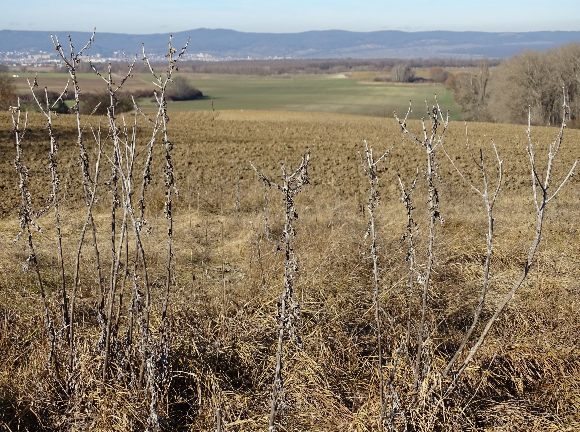 DSC08680 2020-02-01, siegendorfer puszta, echinops sphaerocephalus, blick nach eisenstadt.JPG