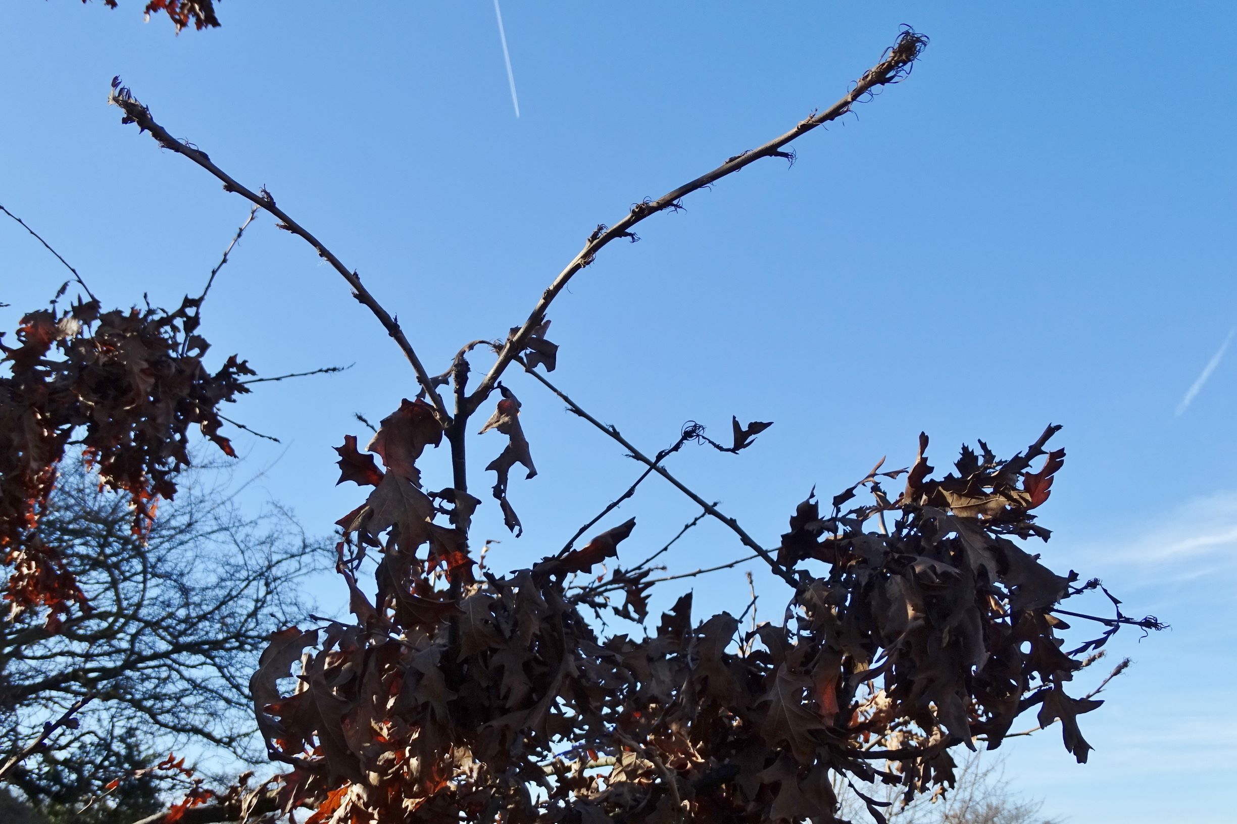 DSC08725 2020-02-01, siegendorfer puszta, quercus cerris.JPG