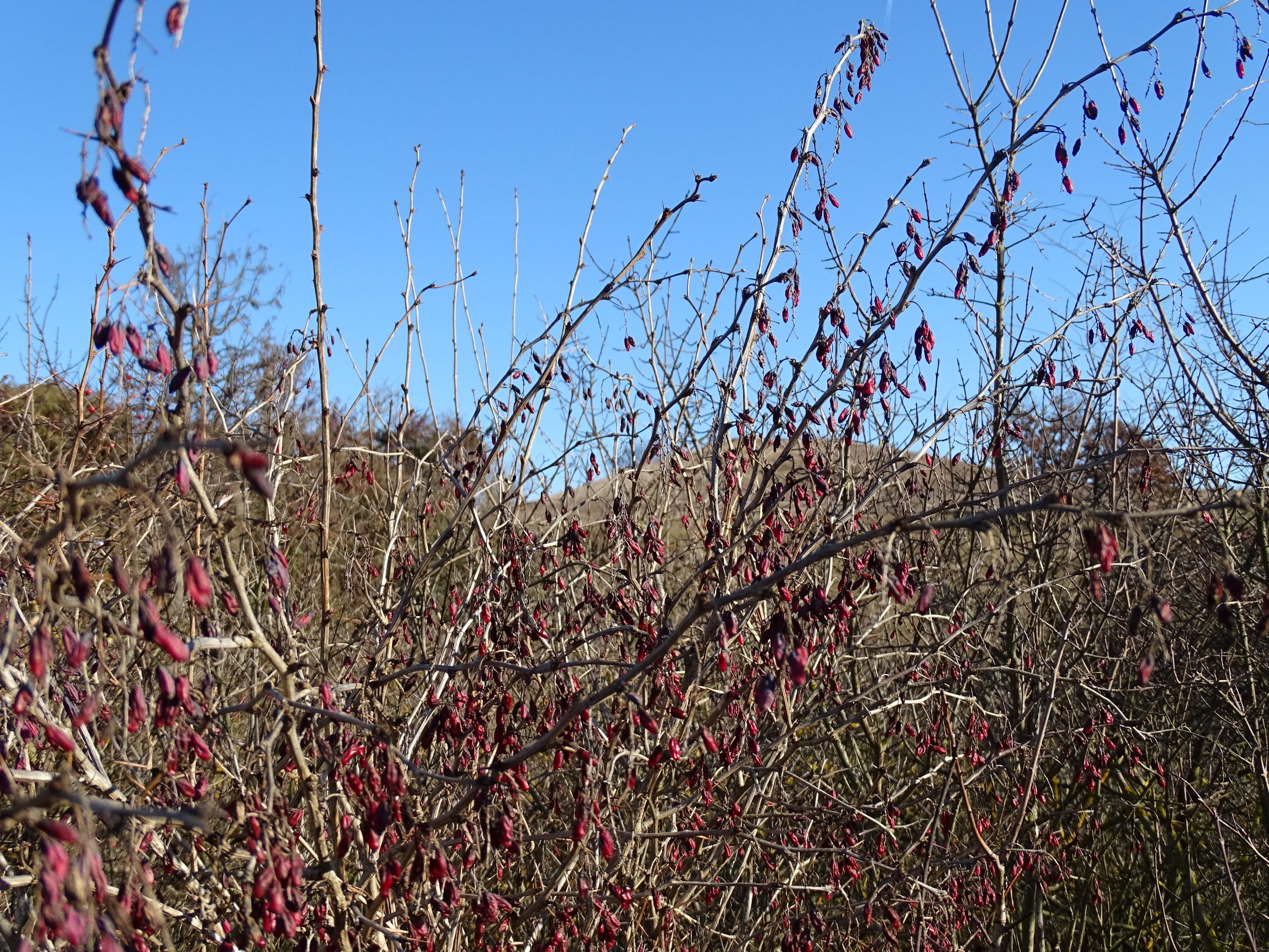 DSC08737 2020-02-01, siegendorfer puszta, berberis vulgaris.JPG