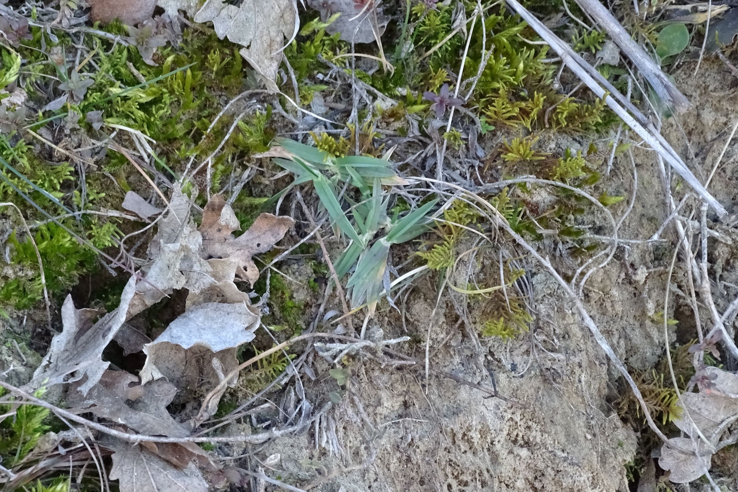 DSC08747 2020-02-01, siegendorfer puszta, poa badensis.JPG