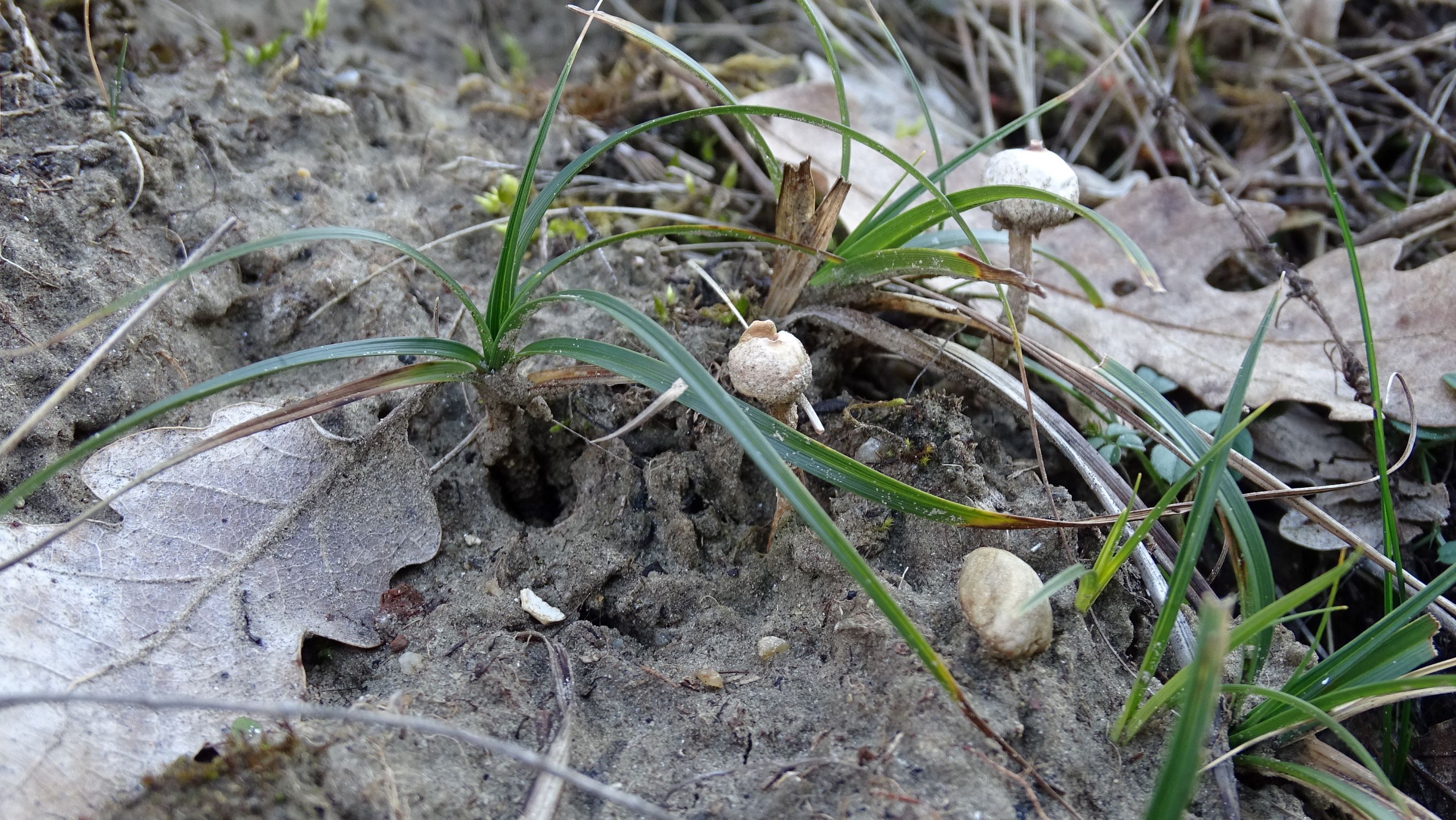 DSC08754 2020-02-01, siegendorfer puszta, carex sp., trockenrasenbovist.JPG