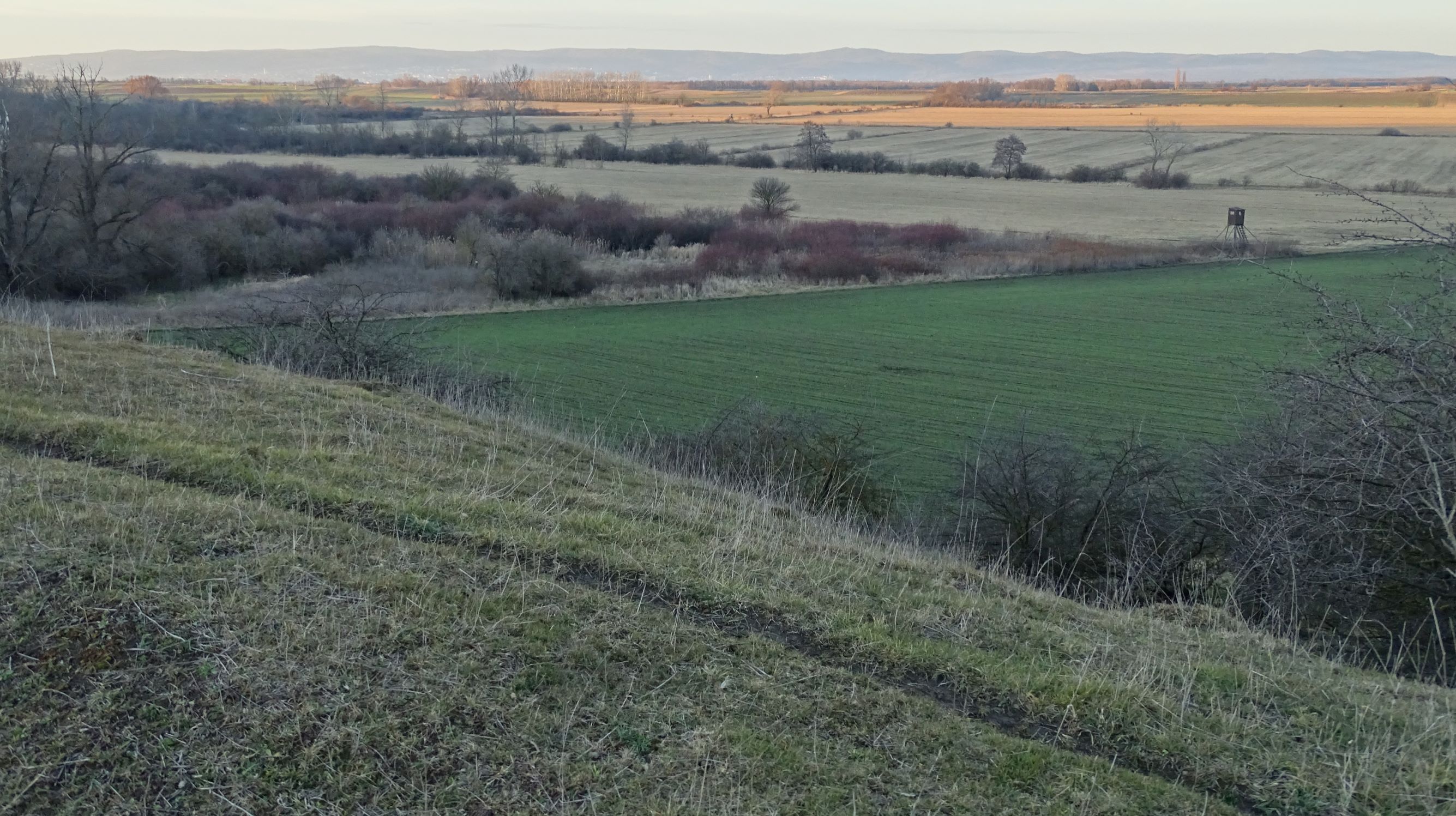 DSC09067 2020-02-01, siegendorfer puszta, blick zur sulzlacke.JPG