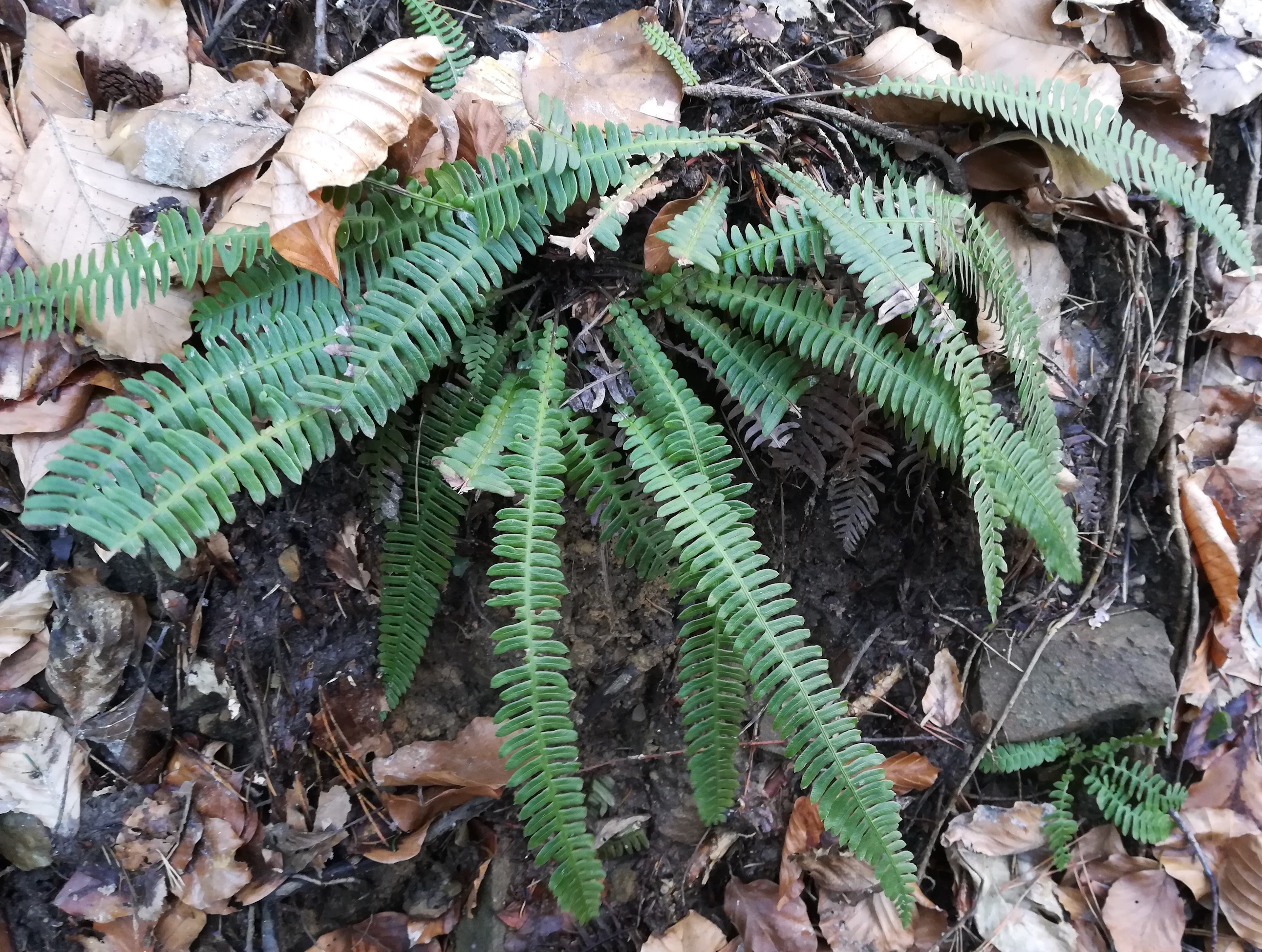 blechnum spicant grasleitenbach rekawinkel_20210130_104045.jpg