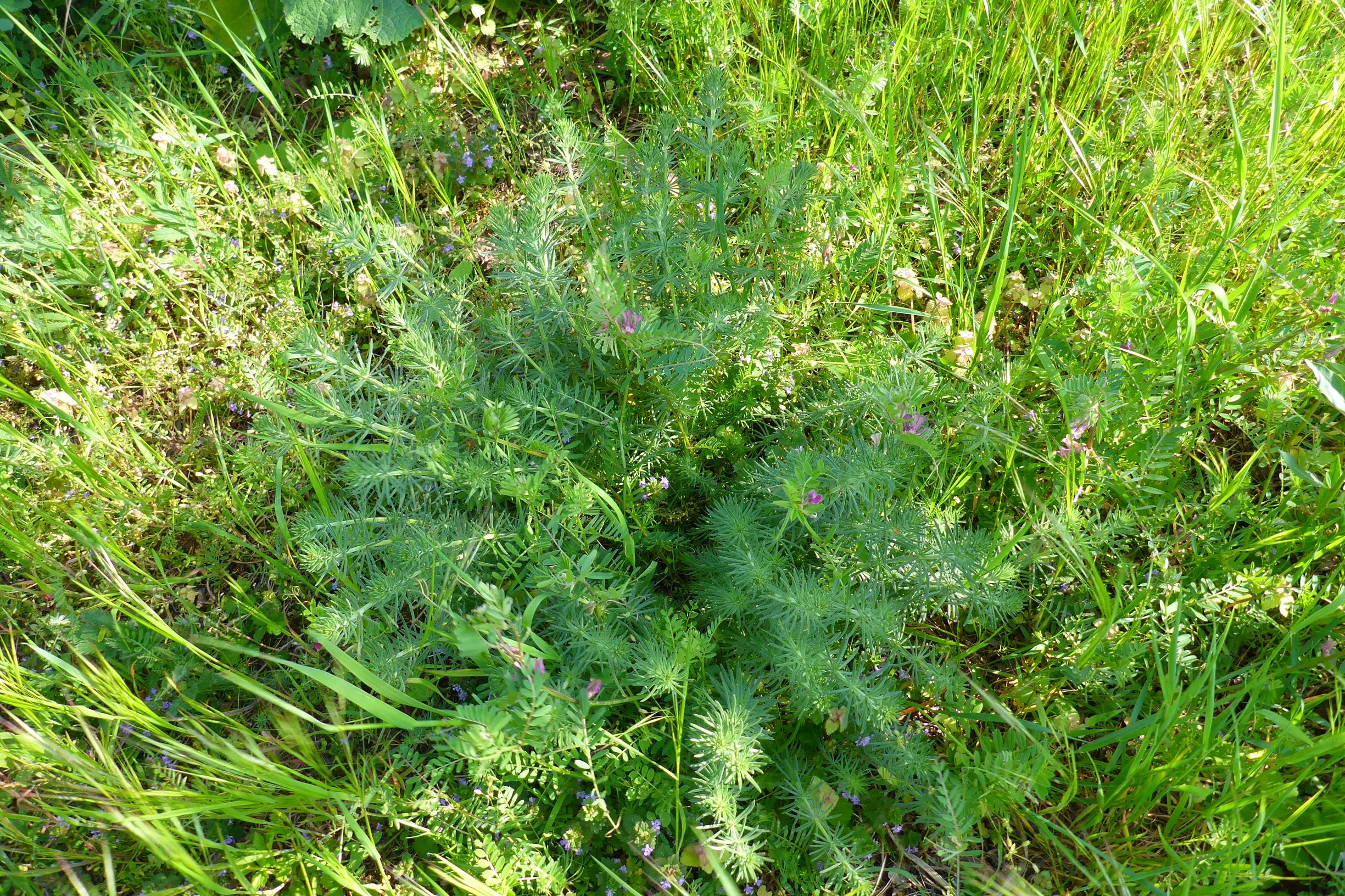 P1610731 galium verum unglanzlaubig.JPG