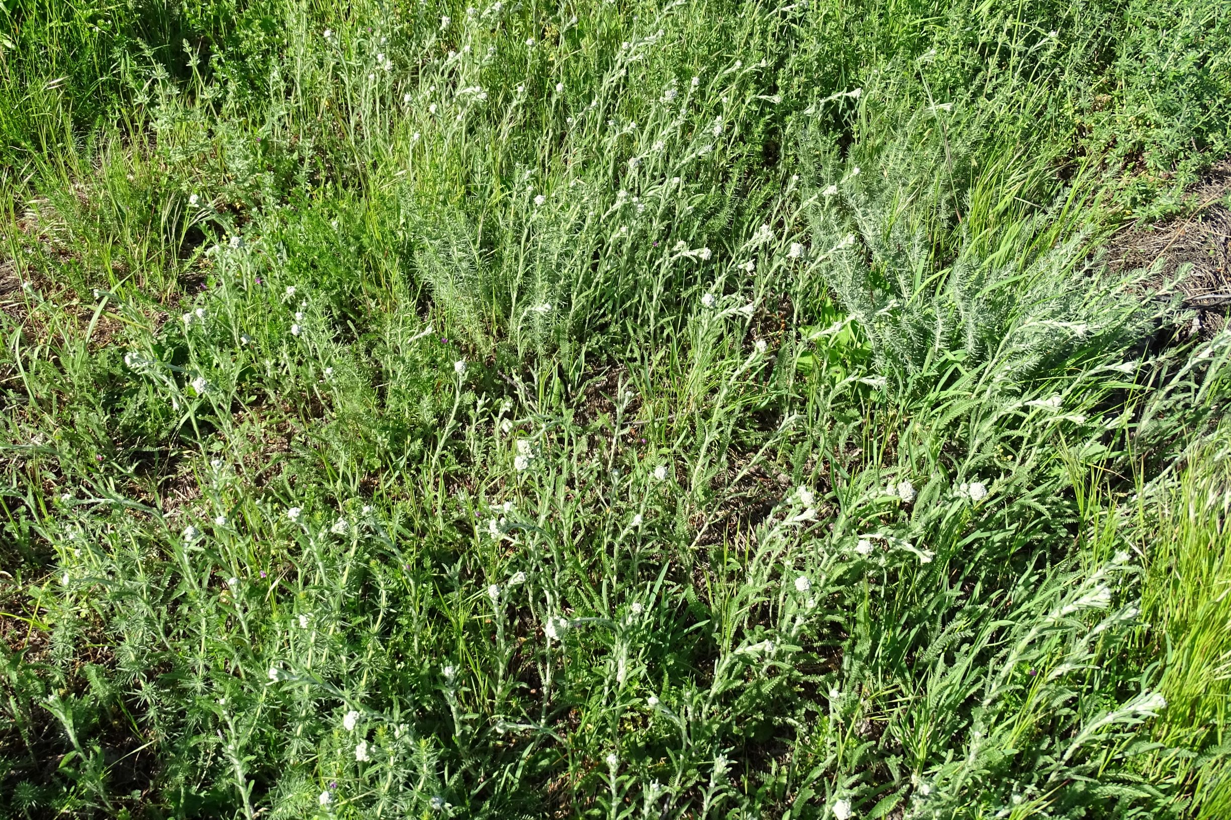 DSC00570 galium verum unglanzlaubig.JPG