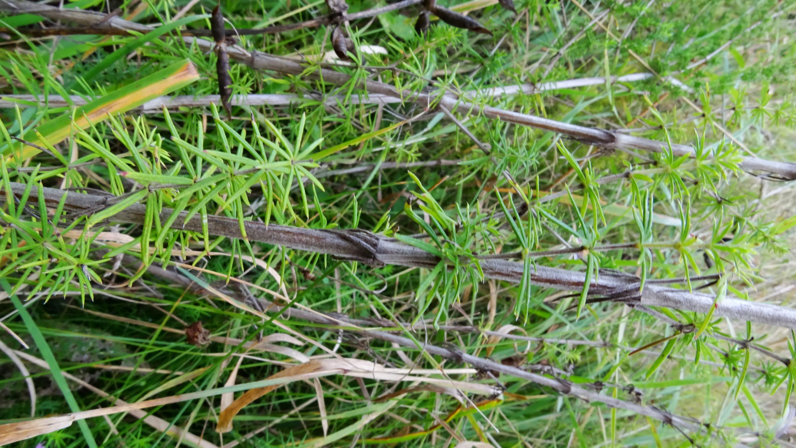 DSC06286 galium verum unglanzlaubig.JPG