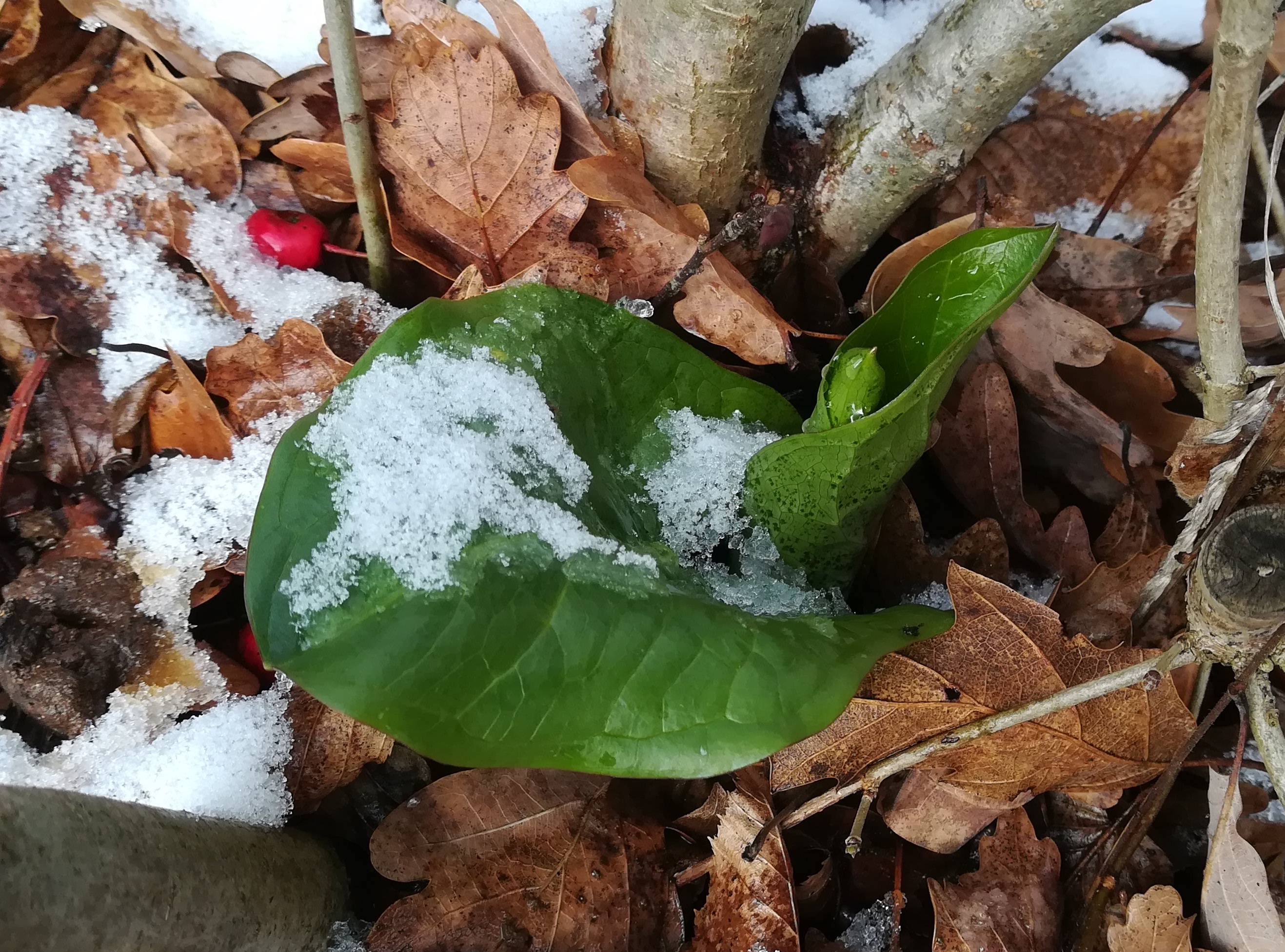 arum cylindraceum dorotheerwald breitenfurt_20210131_111957.jpg