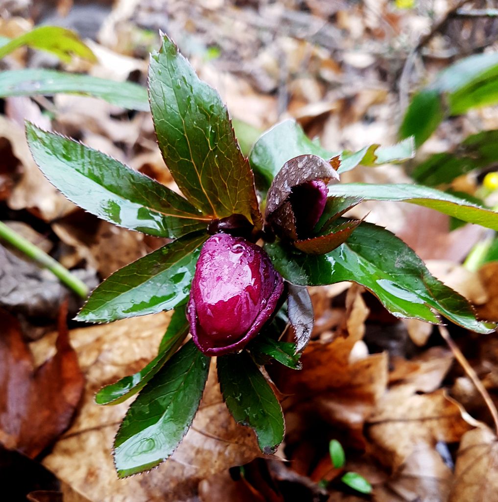 Helleborus orientalis.jpg
