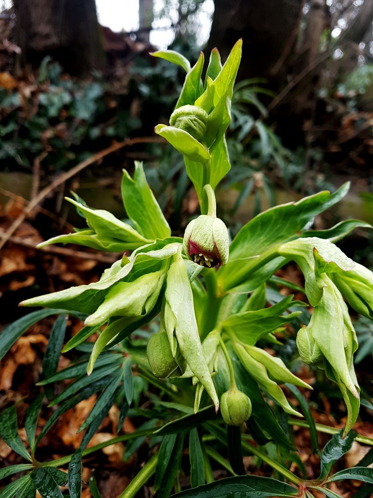 Helleborus foetidus.jpg