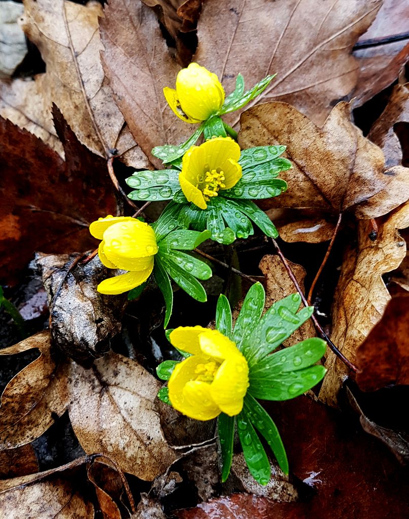 Eranthis hyemalis.jpg