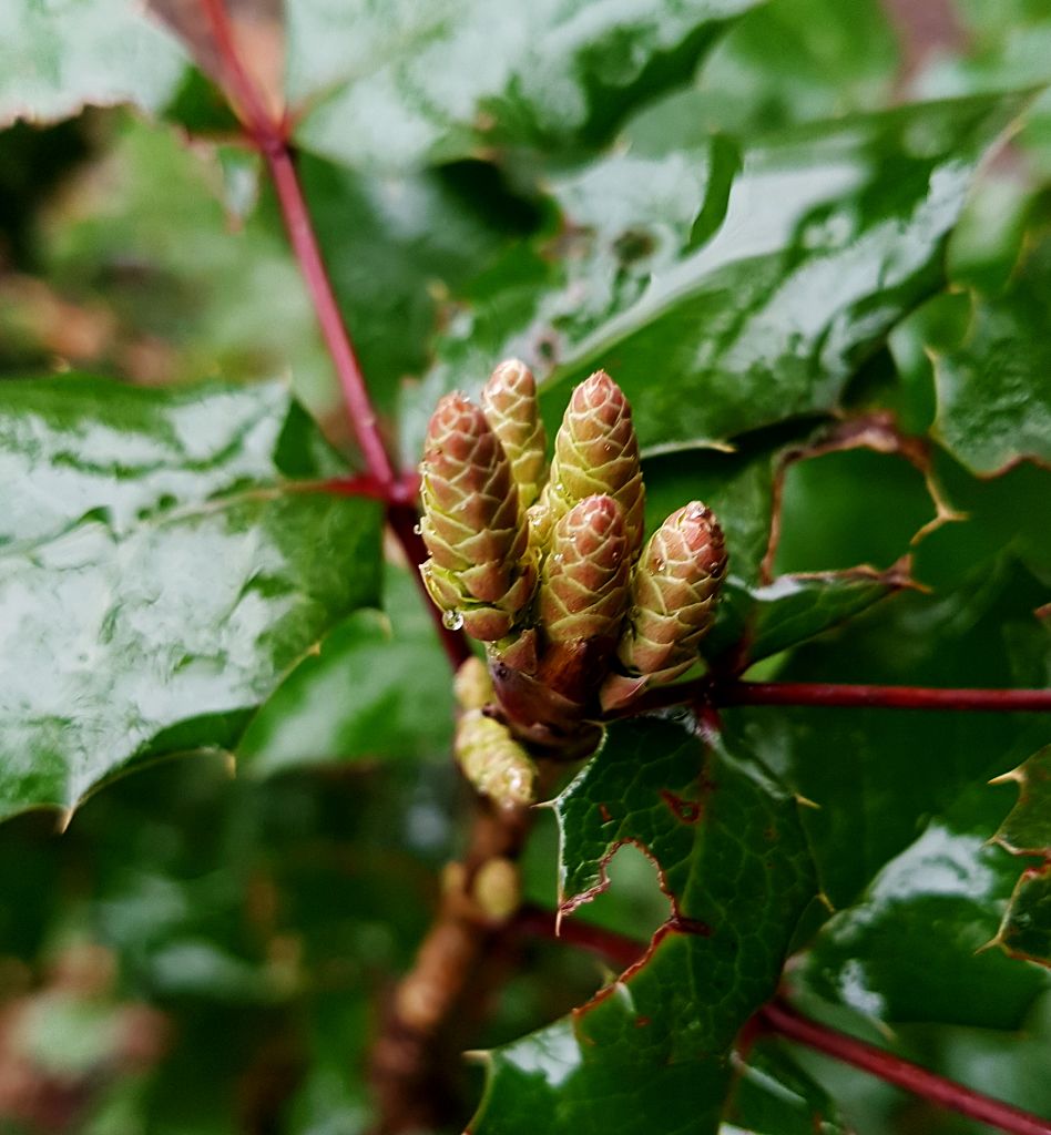 Mahonia aquifolium.jpg