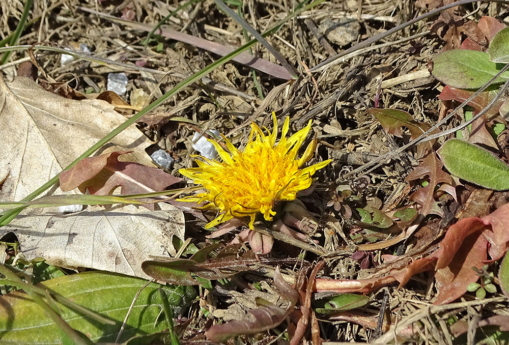 taraxacum_wartenstein.jpg