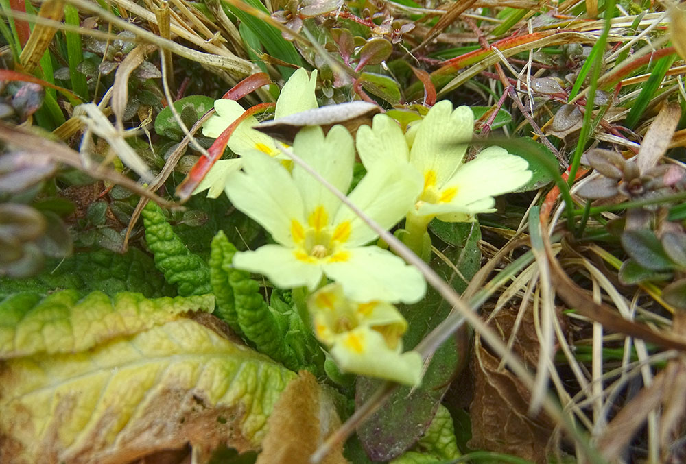 primula vulgaris_wartenstein.jpg