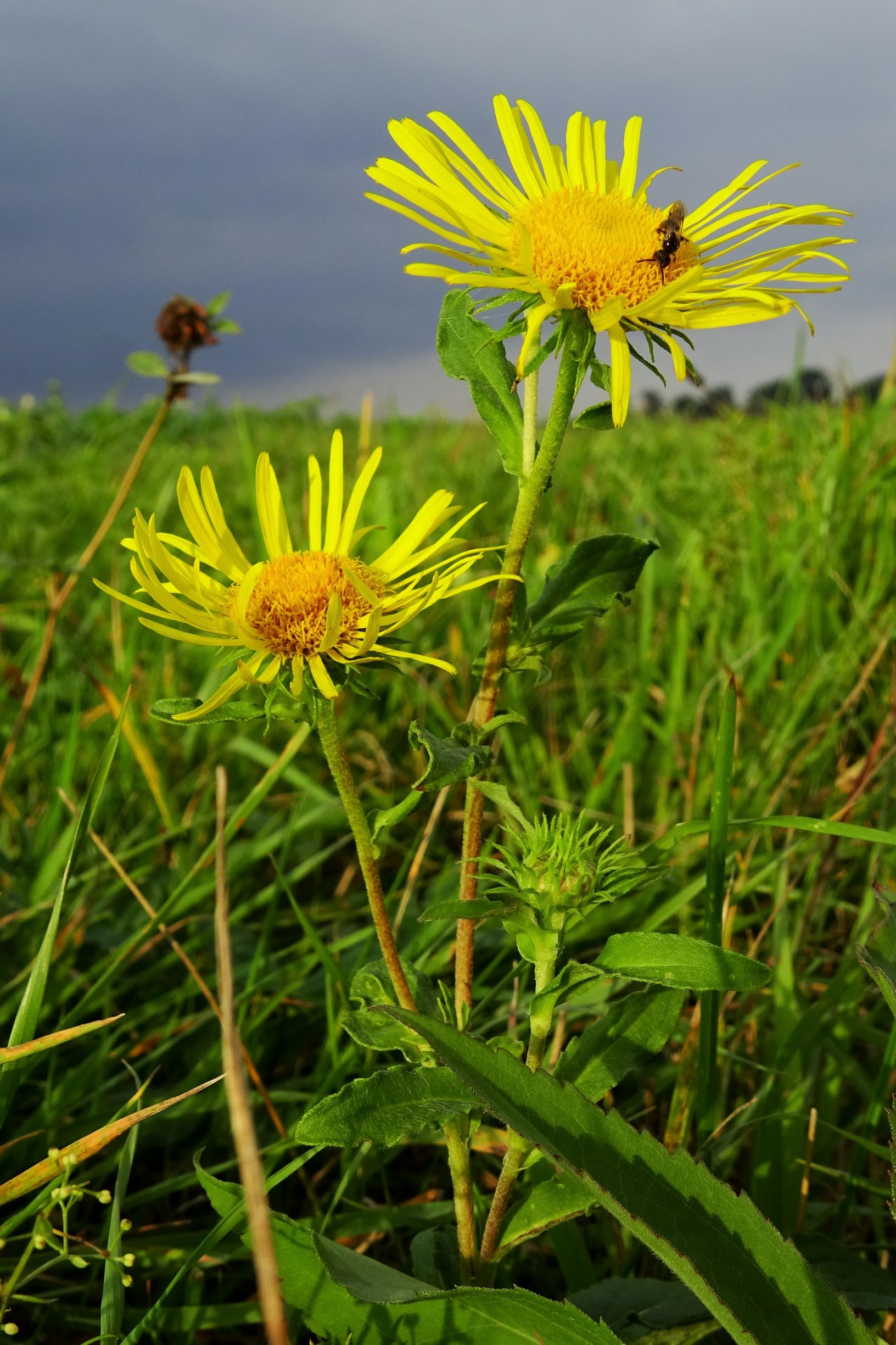 DSC08868 gattendorfer leithaauen, 2020-09-30, inula britannica.JPG